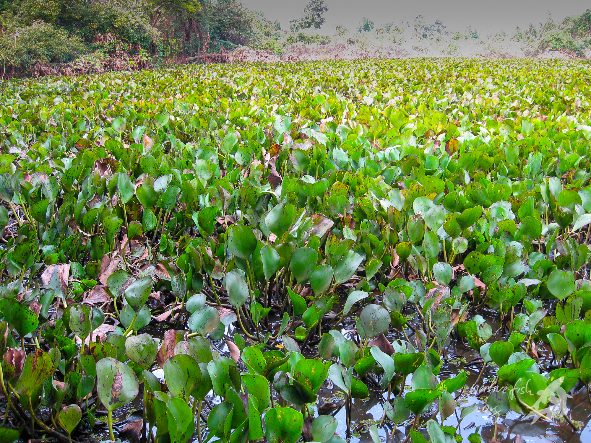 Diese Lagune ist vollständig mit Wasserhyazinthen, Eichhornia sp., bedeckt. Die Pflanzen bieten dort lebenden Fischen Schutz und Schatten. Nach dem Absterben stellen sie die Biomasse für das Infusorienwachstum in der nächsten Hochwasserphase zur Verfügung. (Bildquelle: Stefan K. Hetz, native-fish.org) Lagune mit Eichhornia
