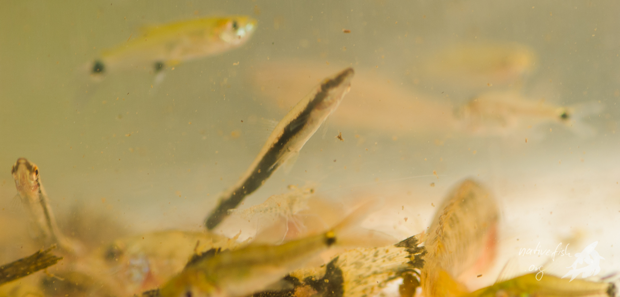 Ein Kescherfang mit Nannostomus, Aphyocharax und Apistogramma. (Bildquelle: Stefan K. Hetz, native-fish.org) Lagune mit N. eques