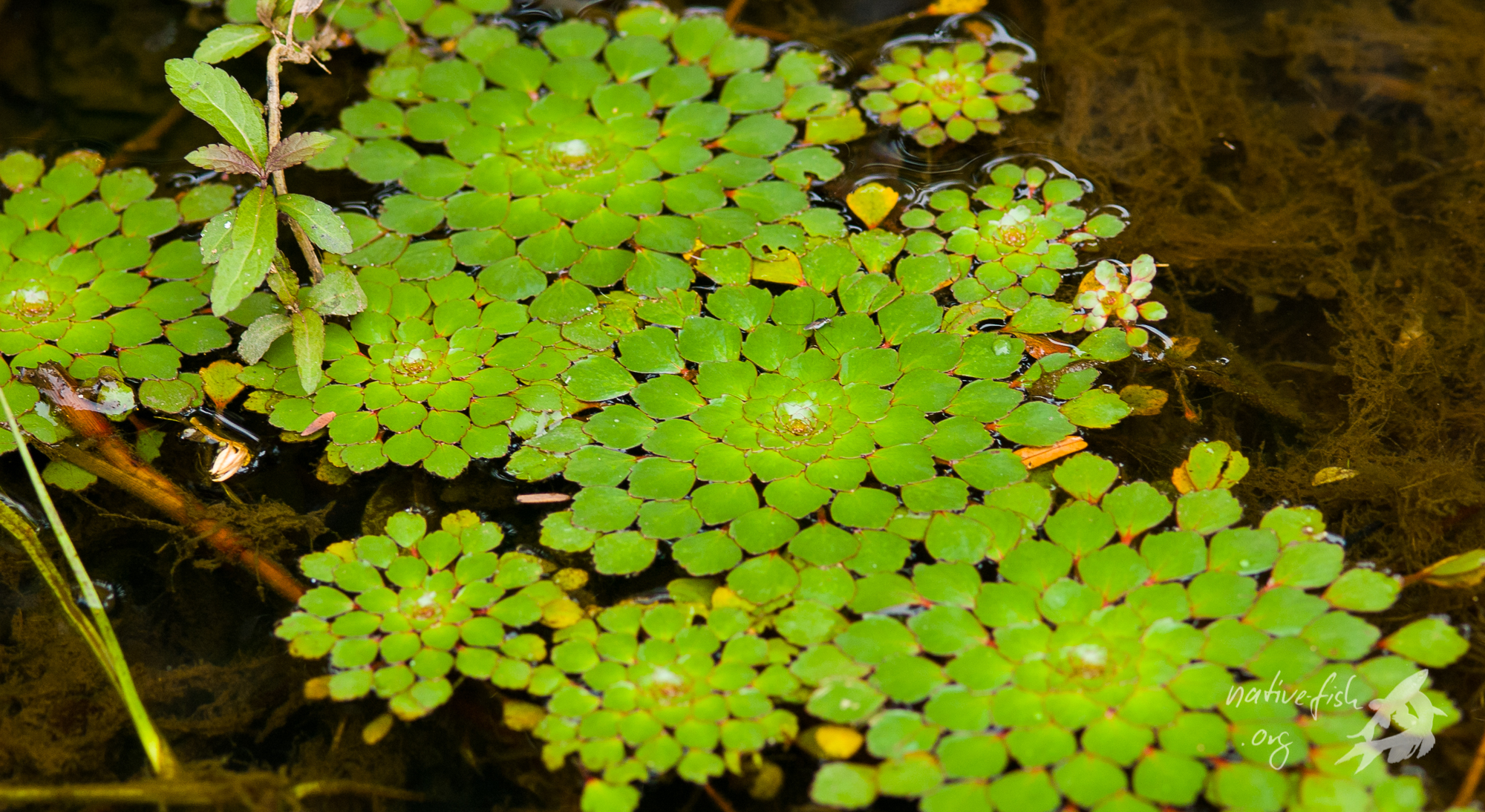 In manchen Lagunen in der Nähe des Rio San Martin kam die attraktive Ludwigia sedioides mit den hübschen Schwimmblättern vor. Hier eine Nahaufnahme der Schwimmblattrosetten. (Bildquelle: Stefan K. Hetz, native-fish.org) Lagune mit Ludwigia