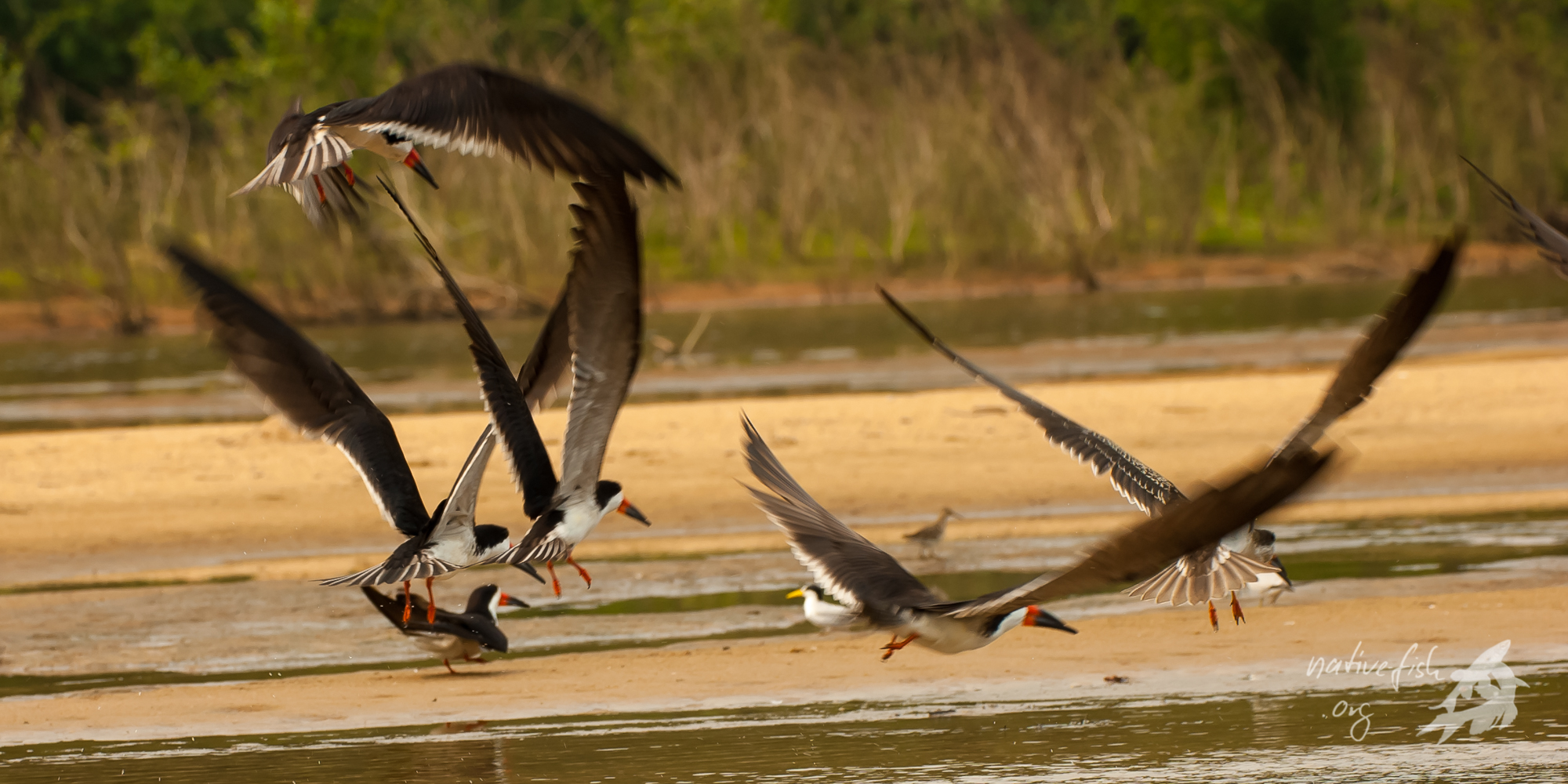 Auf allen größeren Sandbänken fanden sich Gruppen von Scheerenschnäbeln an. Ein fantastischer Anblick war es, wenn die Tiere starteten, um in geringer Höhe über dem Wasser zu jagen. Man kann gut den längeren Unterschnabel erkennen, der beim Jagen im Flug durch das Wasser gezogen wird. (Bildquelle: Stefan K. Hetz, native-fish.org) Scherenschnäbel
