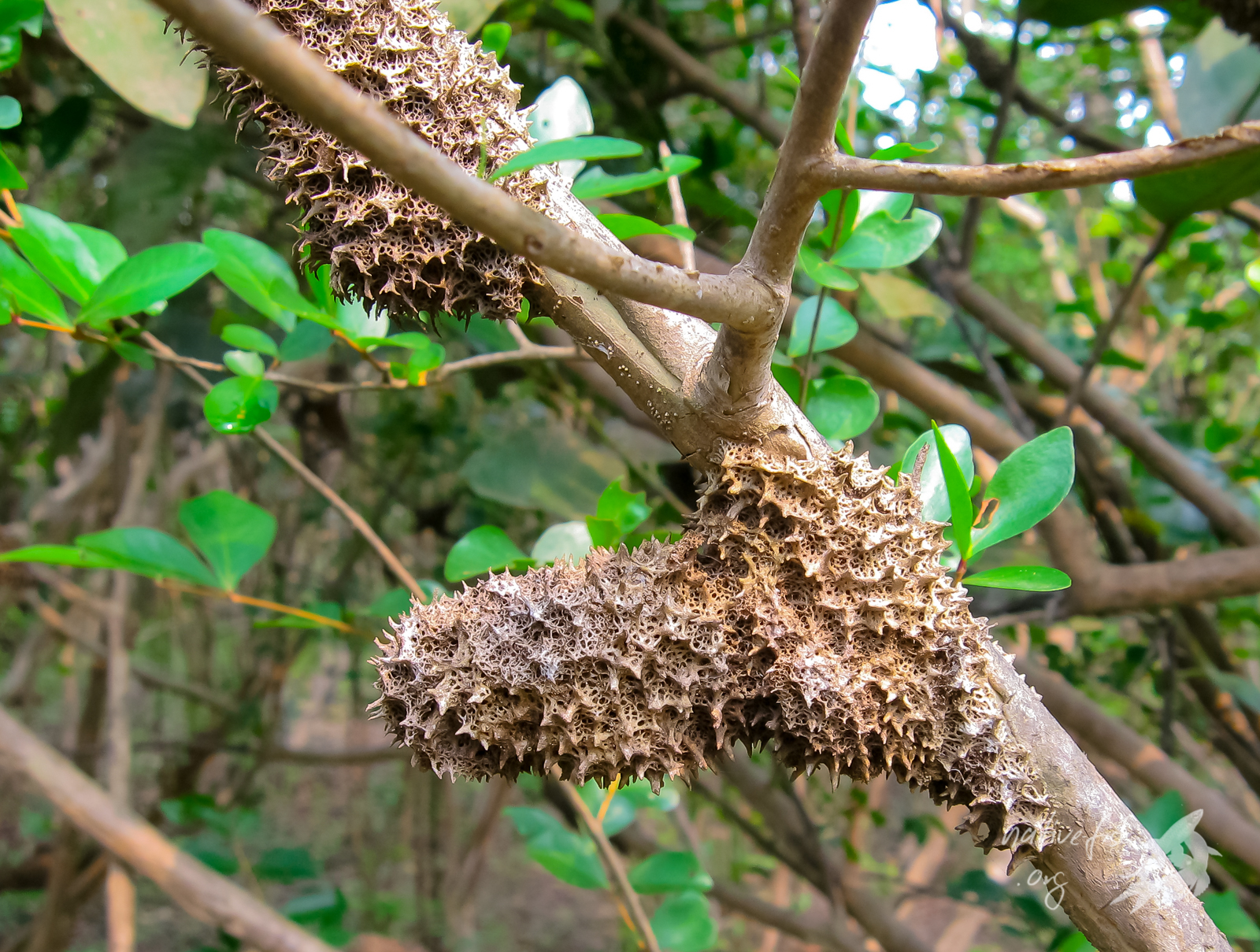 Die rätselhaften Gebilde an den Bäumen entpuppten sich als Schwammskelette aus Kieselsäure, also Glas. Die Schwämme setzen sich während der Regenzeit als Filtrierer vor allem in den Bäumen fest. Diese Schwammskelette sind sehr hart und können sehr unangenehme Verletzungen verursachen. (Bildquelle: Stefan K. Hetz, native-fish.org) Schwammskelette
