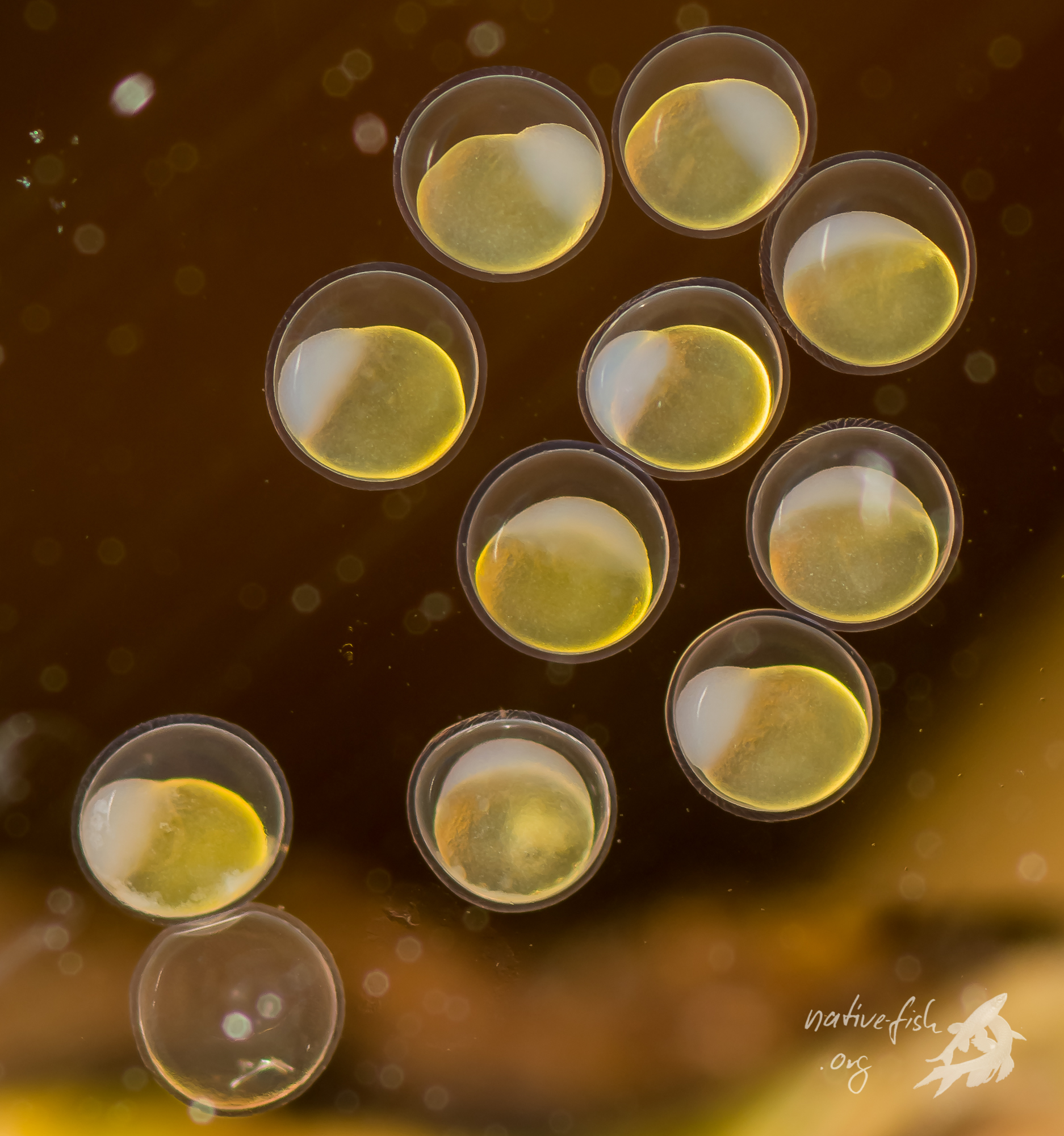 Frisch an der Frontscheibe abgelegte Eier. Man kann auf dem Bild sogar vage die Struktur des Chorions und die Micropylenregion erkennen. (Bildquelle: Stefan K. Hetz, native-fish.org) Frisch abgelegte Eier