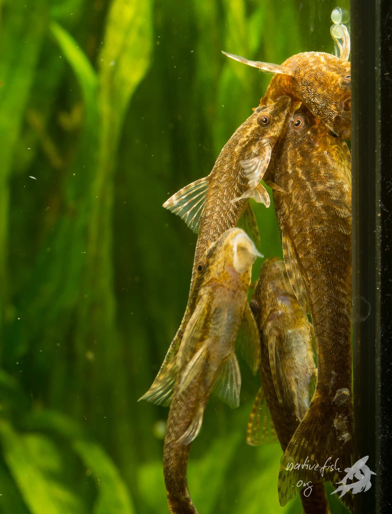 Auch beim direkten Ablaichen sind mehrere Männchen beteiligt, wobei -- wie hier zu sehen -- nur eines der Männchen (im Bild ganz oben) in der typischen T-Stellung vor dem Weibchen liegen kann. (Bildquelle: Stefan K. Hetz, native-fish.org) Gruppe von Otothyropsis beim Laichen