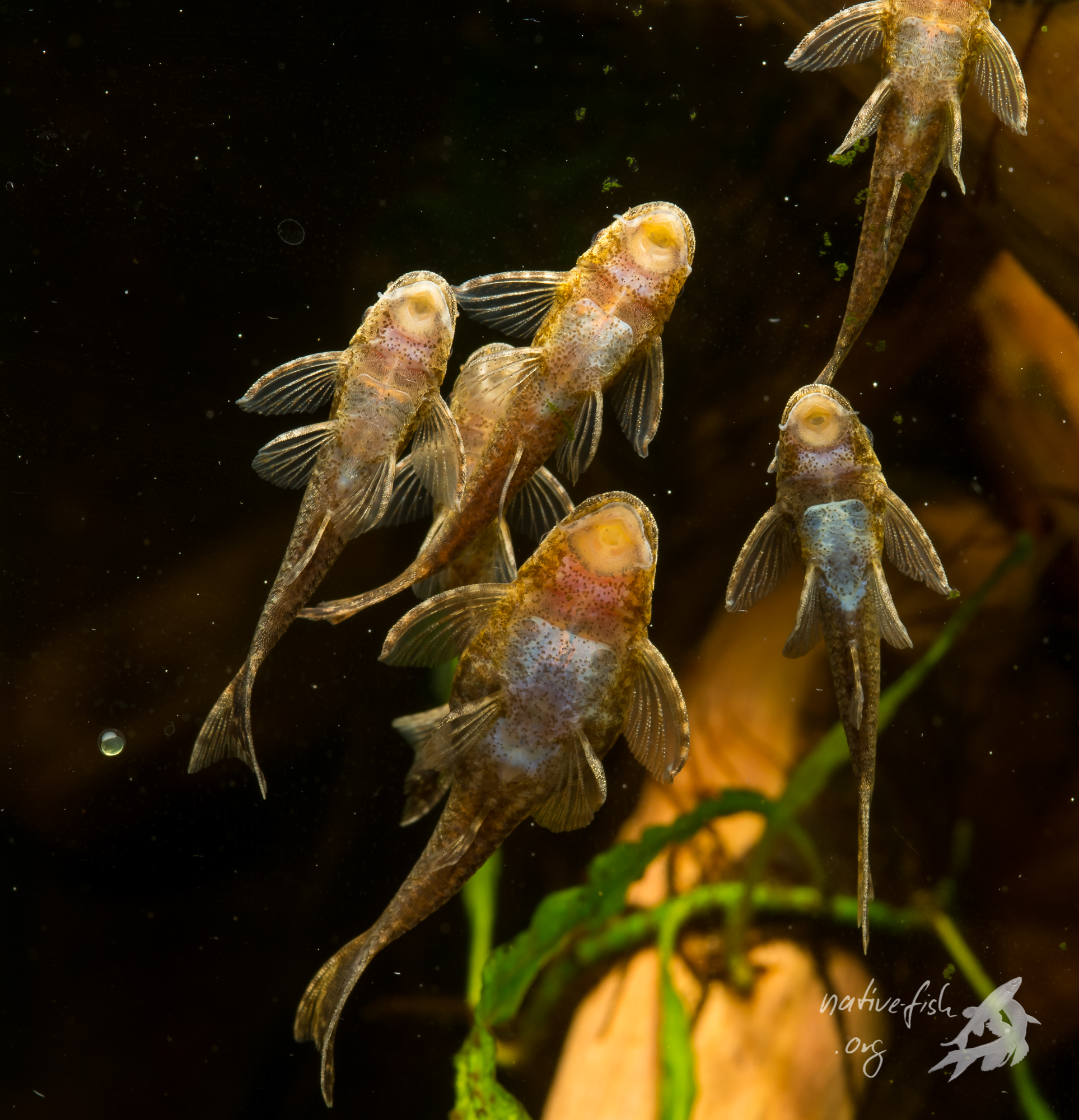 Eine größere Gruppe von Männchen der Art Otothyropsis piribebuy hat sich an der Frontscheibe um ein einzelnes Weibchen versammelt. Links vom Weibchen ist ein bereits abgelegtes Ei zu erkennen. (Bildquelle: Stefan K. Hetz, native-fish.org) Gruppe von Otothyropsis beim Laichen