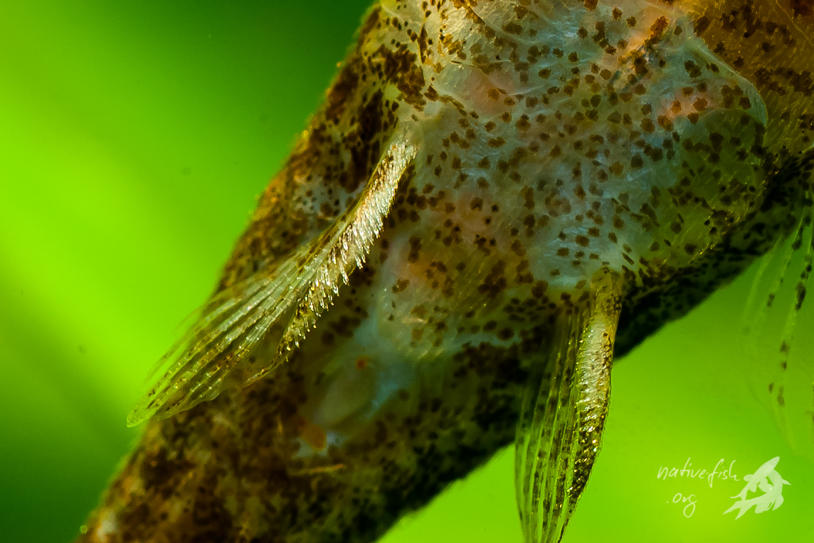 Die Bauchflossen von Otothyropsis piribebuy sind mit sehr vielen Stacheln versehen, die er den Tieren erlauben, sich an senkrechten Einrichtungsgegenständen festzuklemmen. (Bildquelle: Stefan K. Hetz, native-fish.org) Otothyropsis Bauchflossen.