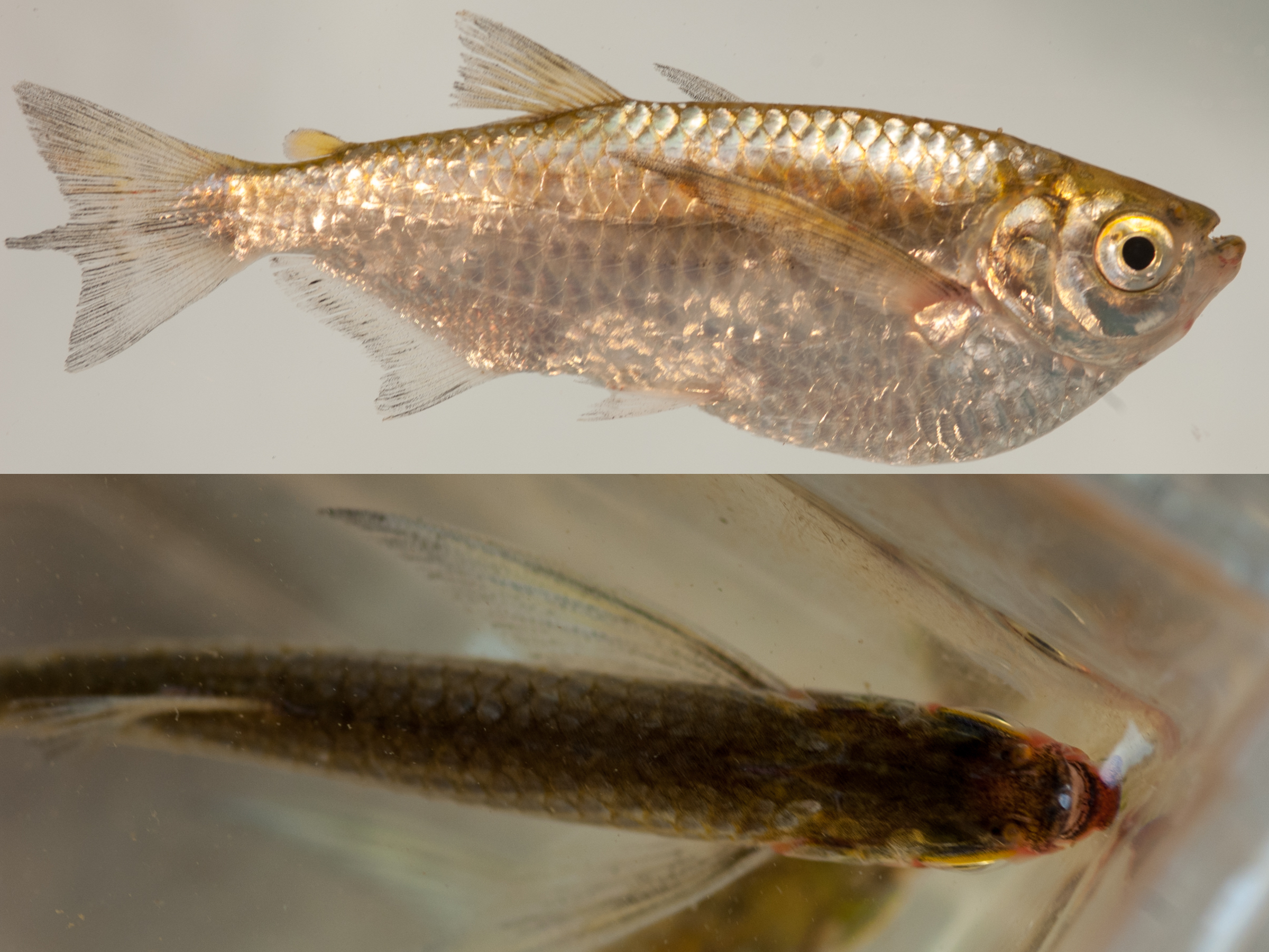 Der wie ein großer Vertreter der Beilbauchsalmler aussehende Kropfsalmler, Triportheus sp., hier eine Seitenansicht (oben) und eine Draufsicht (unten), besitzt ein oberständiges Maul und große flügelartige Brustflossen. (Bildquelle: Stefan K. Hetz, native-fish.org) Triportheus vorher