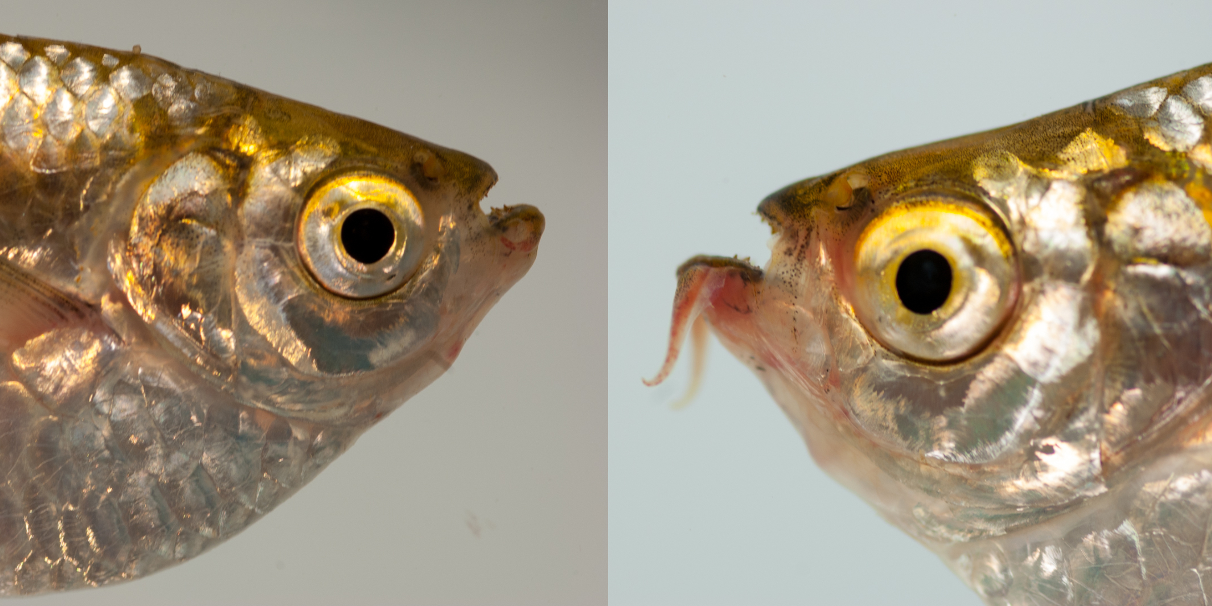 Die Arten der Gattung Triportheus zeigen, wie so viele tropische Salmler, interessante Anpassungen an die Sauerstoffarmut im Wasser. Die Maulpartie sieht bei sauerstoffreichem Wasser (links) ganz anders aus als bei Sauerstoffarmut (rechts). Am Unterkiefer bilden sich dann innerhalb einer halben Stunde Auswüchse, die es den Tieren erlauben, das sauerstoffreiche Wasser der Wasseroberfläche abzuschlürfen. (Bildquelle: Stefan K. Hetz, native-fish.org) Triportheus später