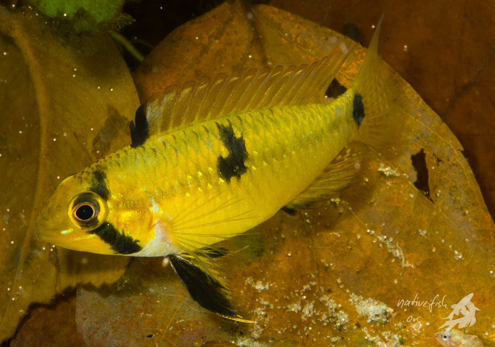 Laichreifes Weibchen von Apistogramma steindachneri. Bei größeren Weibchen können bis zu 200 Eier abgelegt werden. (Bildquelle: Stefan K. Hetz, native-fish.org) Apistogramma steindachneri Weibchen