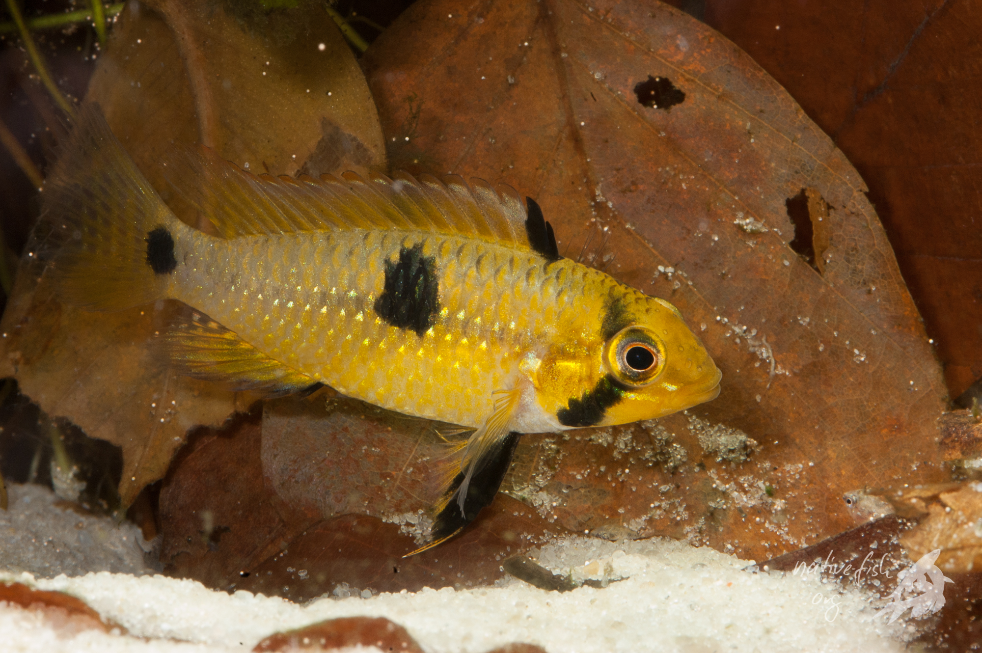 Weibchen von Apistogramma steindachneri in Brutpflegefärbung. Bei geneuem Hinsehen sieht man wenige Jungfische. (Bildquelle: Stefan K. Hetz, native-fish.org) Apistogramma steindachneri Weibchen