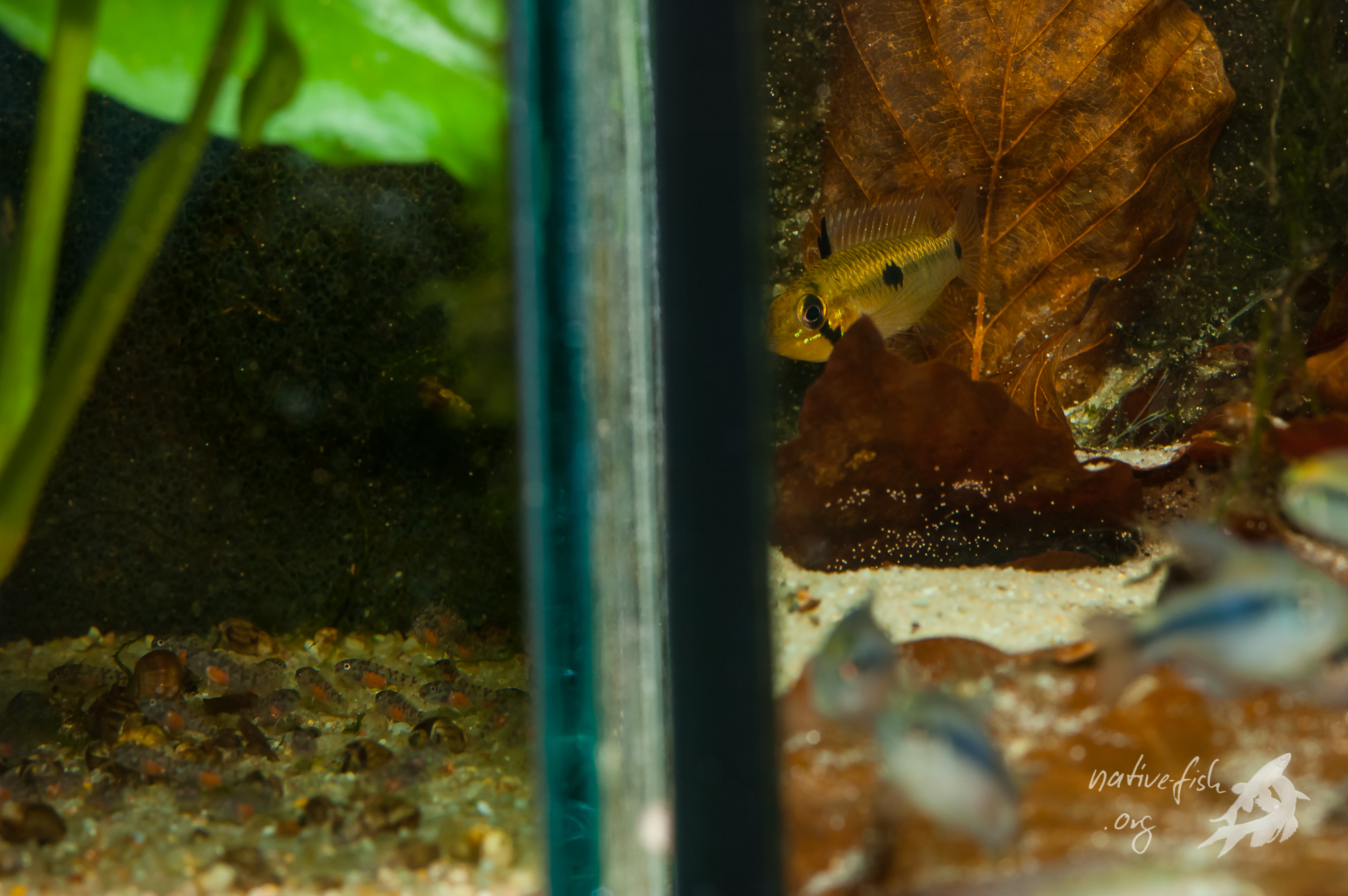 Jüngeres Weibchen von Apistogramma steindachneri, welches in einem Aufzuchtaquarium mit Salmlern auf die artfremden Jungfische von Congochromis dimidiatus im benachbarten Aquarium mit Brutpflegefärbung reagiert. (Bildquelle: Stefan K. Hetz, native-fish.org) Apistogramma steindachneri Weibchen