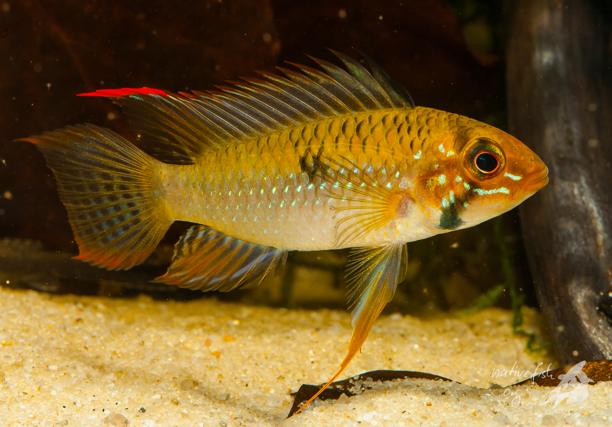 Älteres gut gefärbtes Männchen der 2. Nachzuchtgeneration von Apistogramma steindachneri. (Bildquelle: Stefan K. Hetz, native-fish.org) Apistogramma steindachneri Männchen