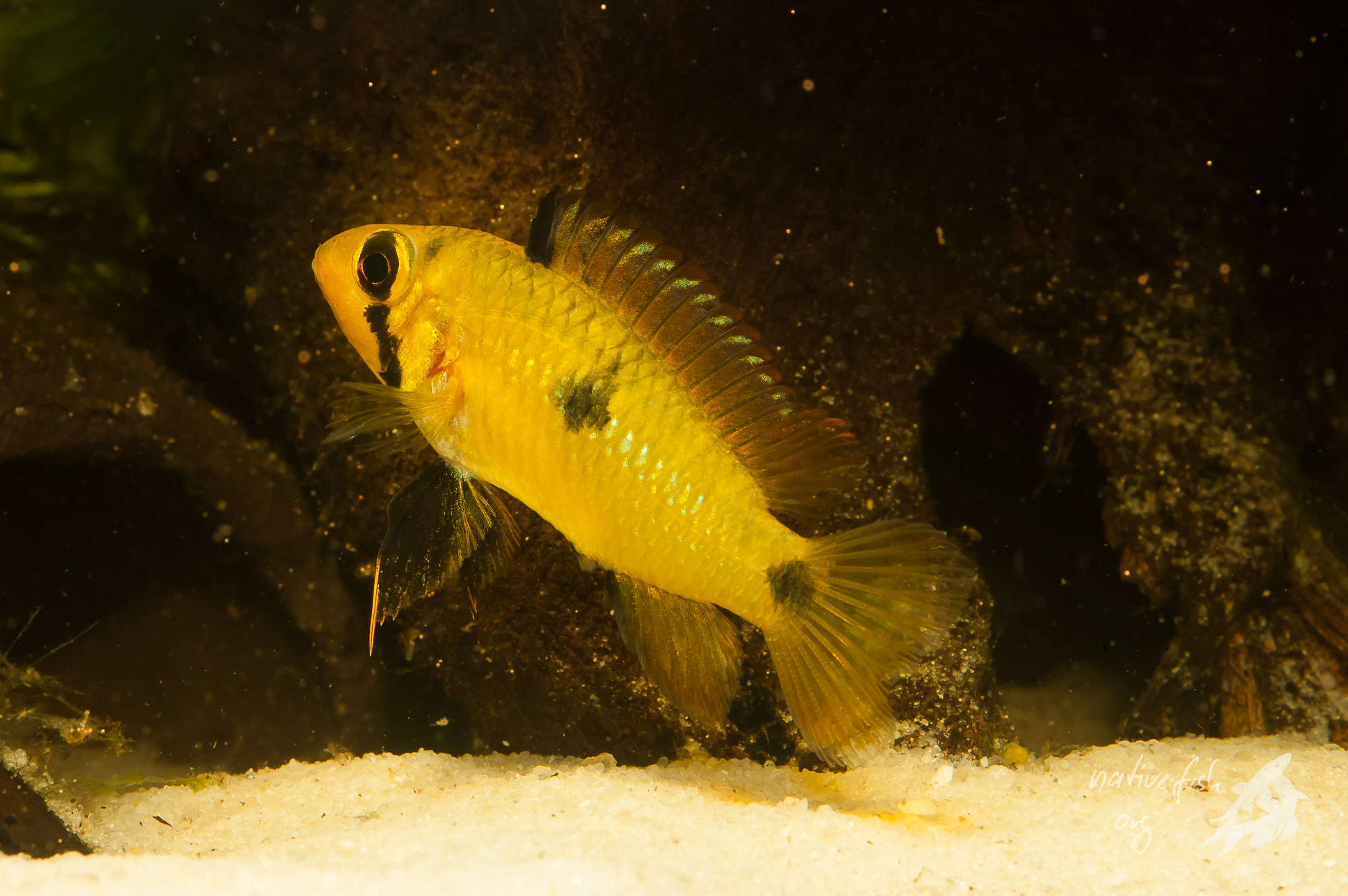 Weibchen von Apistogramma steindachneri, welches gerade abgelaicht hat. Man erkennt die im Vergleich zu oben deutlich eingefallenen Bauchlinie und die noch hervorgetretene kurze Legeröhre. (Bildquelle: Stefan K. Hetz, native-fish.org) Apistogramma steindachneri Weibchen