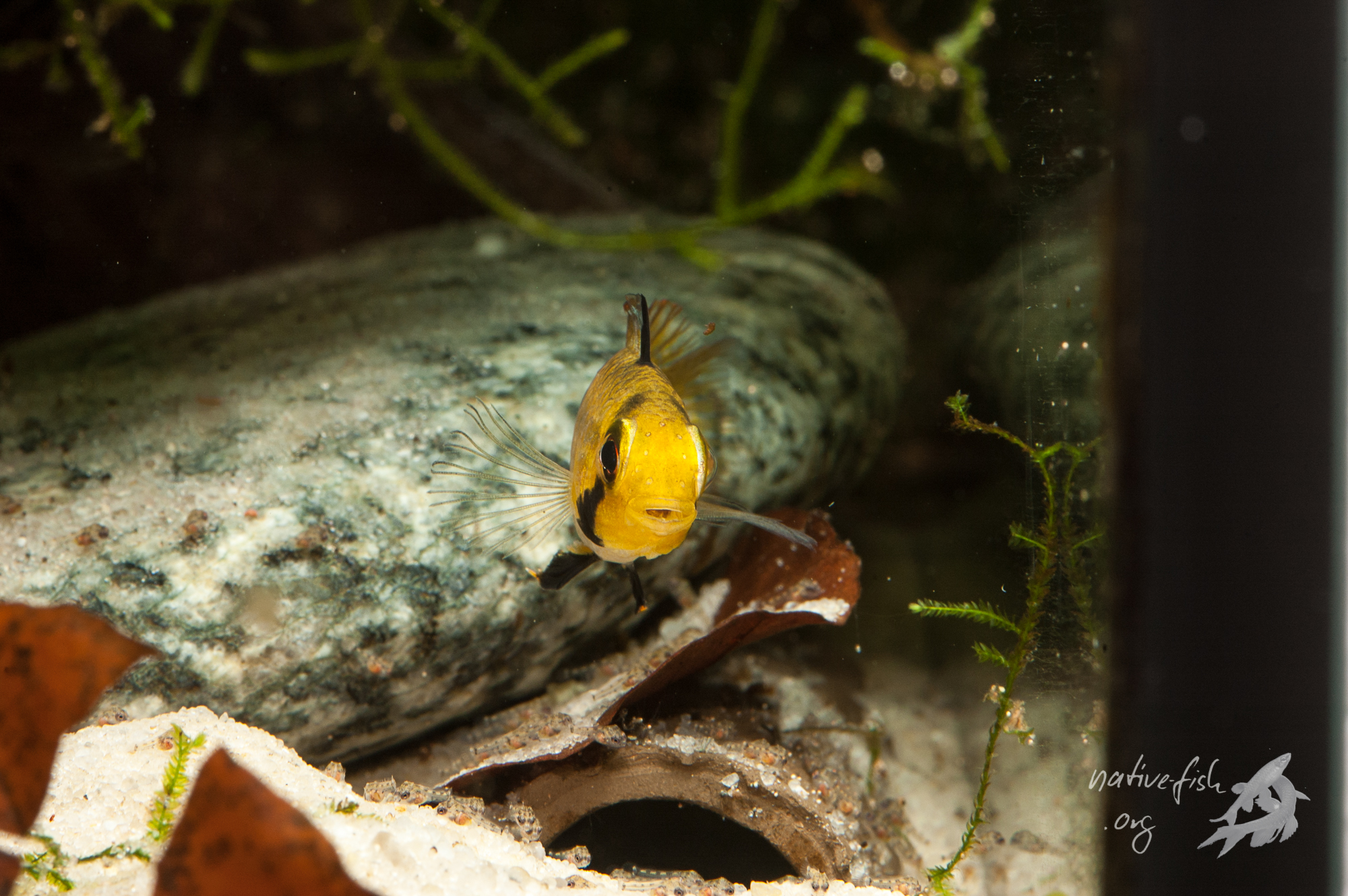 Weibchen von Apistogramma steindachneri in Brutpflegefärbung über den freischwimmenden Jungfischen. Unter dem Weibchen ist die Bruthöhle zu erkennen, eine halb eingegrabene Tonröhre. (Bildquelle: Stefan K. Hetz, native-fish.org) Apistogramma steindachneri Weibchen