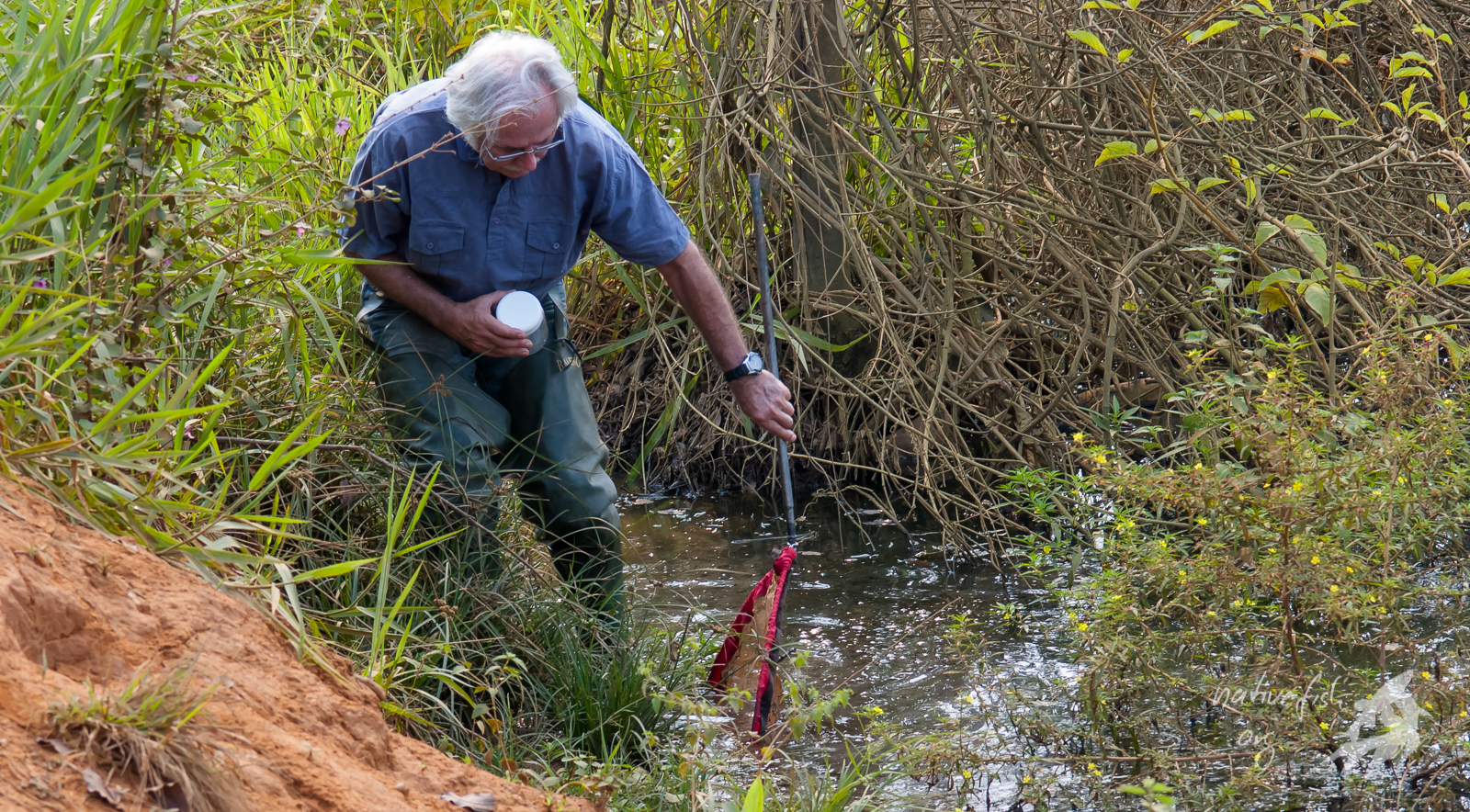 Das Netz ins flache Wasser stellen und dann am Ufer leicht ins seichte Wasser treten: Die Fische flüchten in Richtung Netz. (Bildquelle: Stefan K. Hetz, native-fish.org) Fangtechnik