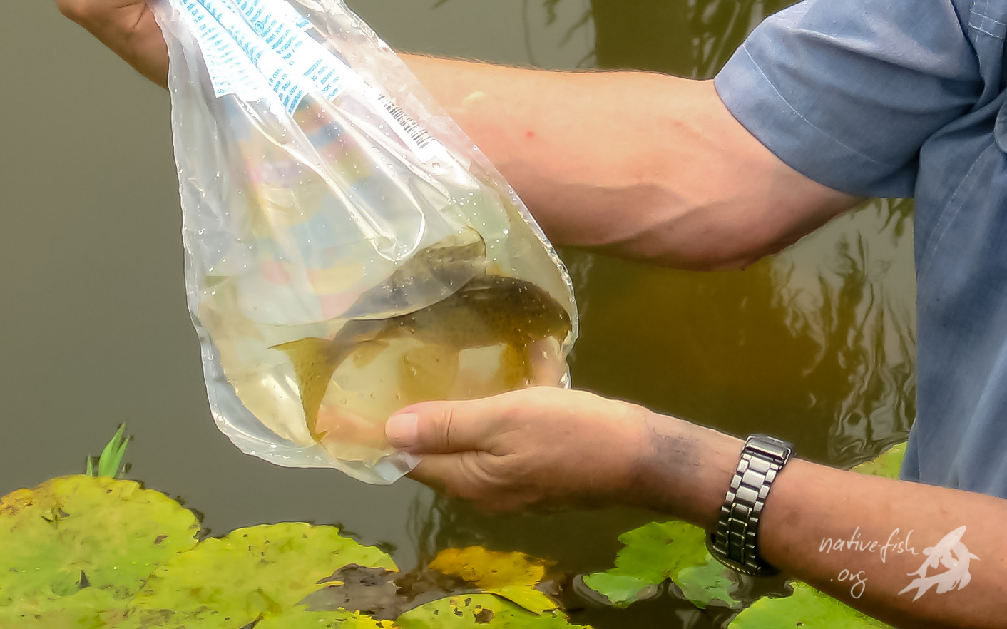 Warum sollte man Welse fangen, wenn man auch Salmler und Zwergbuntbarsche dort findet. (Bildquelle: Stefan K. Hetz, native-fish.org) Welse in Porvenir