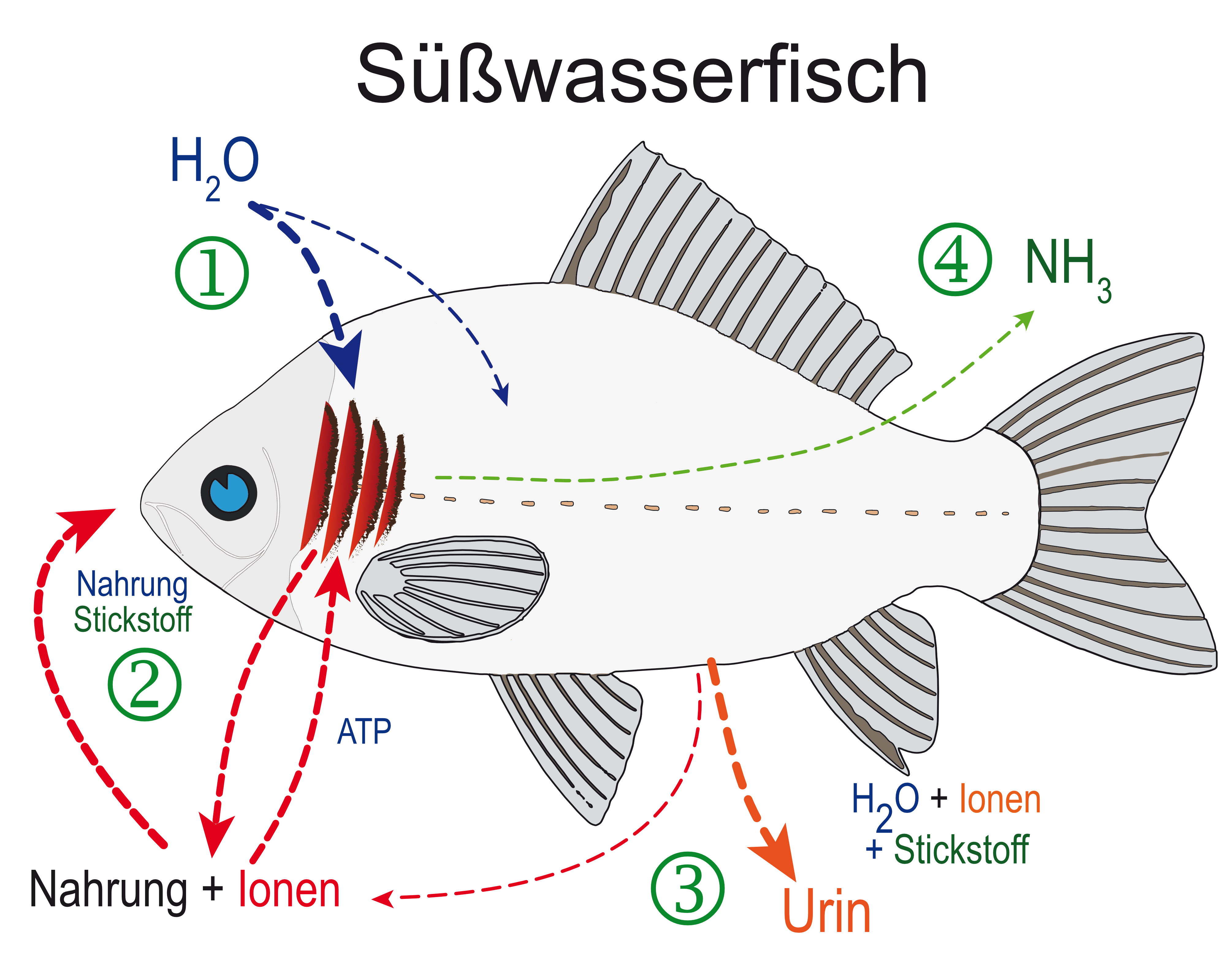 Schema der Vorgänge bei der Stickstoffaufnahme bei Fischen. Der mit der Nahrung aufgenommene Stickstoff aus Proteinen und Aminosäuren (2) wird entweder zum Aufbau von Biomasse verwendet oder nach dem Abbau der Nahrung (hauptsächlich) als Ammoniak über die Kiemen abgegeben (4). Geringe Mengen verlassen den Fisch über den Urin als Harnstoff (3) und als gelöstes Ammonium/Ammoniak im Urin. (Bildquelle: Stefan K. Hetz, native-fish.org) FischStickstoffabgabe