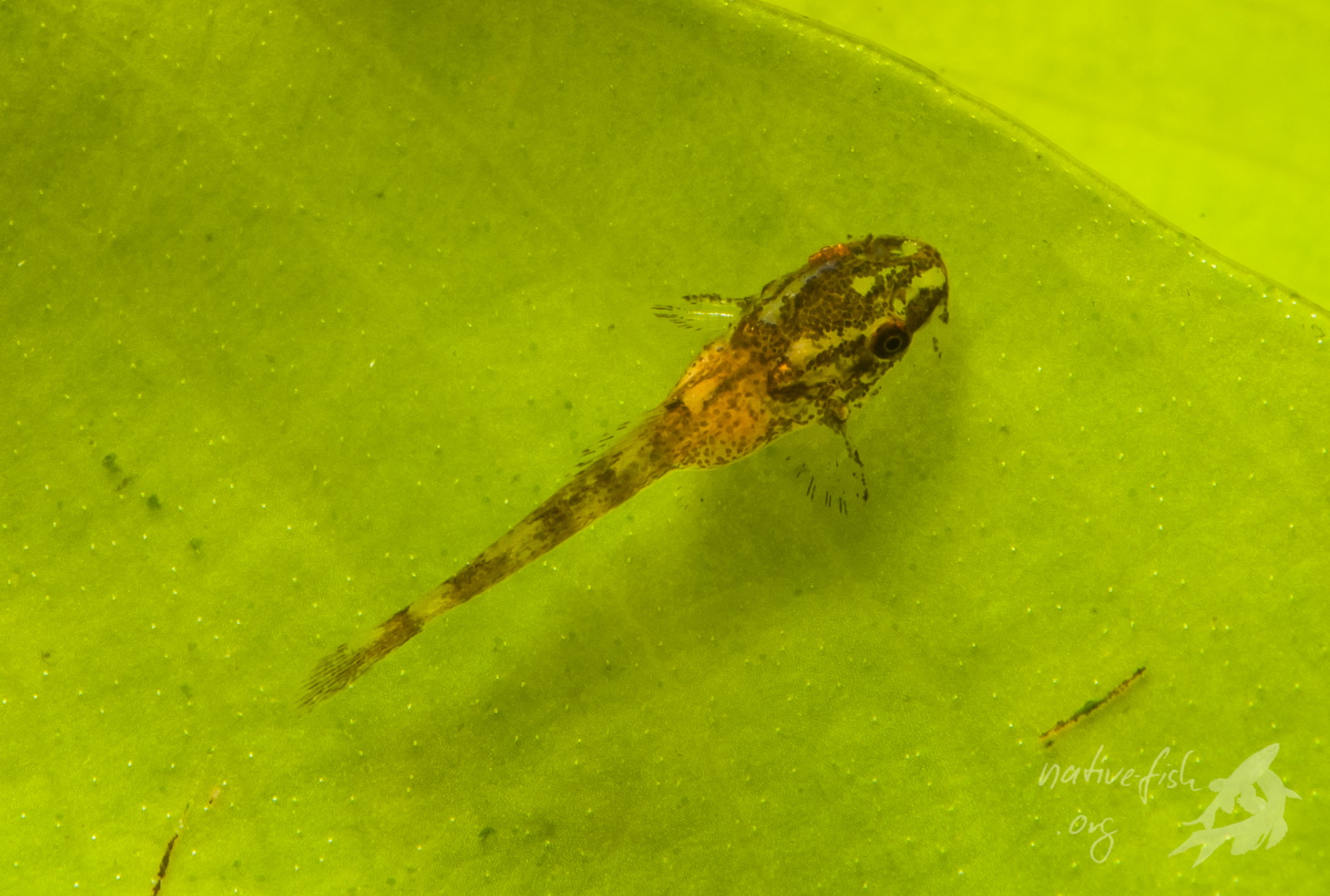 Ein Jungfisch nach ca. zwei Wochen. (Bildquelle: Stefan K. Hetz, native-fish.org) Jungfisch nach zwei Wochen