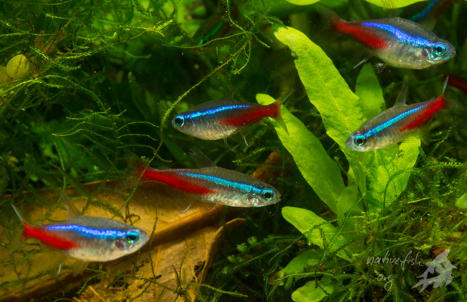 Neonsalmler, Paracheirodon innesi, sind gute Ionenregulierer. Sie können Natriumionen noch in 10000-facher Verdünnung über die Kiemen aus dem Wasser aufnehmen! (Bildquelle: Stefan K. Hetz, native-fish.org) Neonsalmler sind gut Ionenregulierer