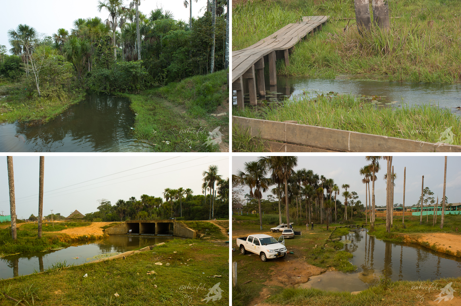 Eindrücke vom Waschplatz an der Straße von Cobija nach Porvenir. In der oberen Reihe der Zulauf aus einem Waldgebiet (oben links) und der Ablauf nach Süden (oben rechts) mit unter Wasser stehendem Gras, in dem wir viele Fische erbeuten konnten. In der unteren Bildreihe der Überblick über den Waschplatz für die Autos. (Bildquelle: Stefan K. Hetz, native-fish.org) Übersicht über den Waschplatz vor Porvenir im Süden von Cobija