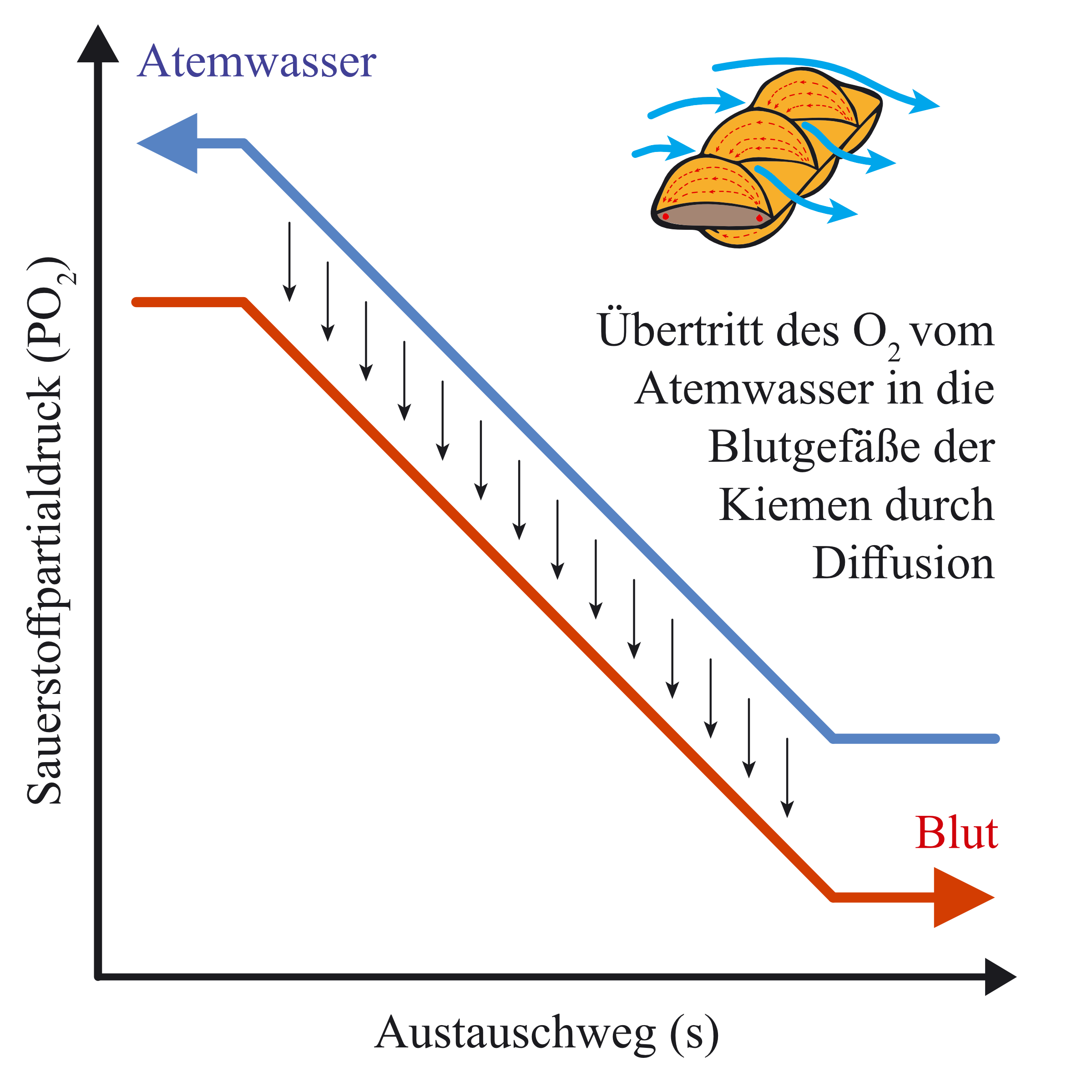 Das Gegenstromprinzip der Fischkieme sorgt für eine deutlich höhere Effizienz des Gasaustausches bei Fischen im Vergleich zur Atmung von Luft über eine sackförmige Lunge. Kiemen werden in einer Richtung (unidirektional) ventiliert und besitzen so kein Totvolumen. Das Gegenstromprinzip nutzt über die ganze Austauschstrecke den Sauerstoffgradienten zwischen dem Blut und dem Wasser aus. (Bildquelle: Stefan K. Hetz, native-fish.org) Das Gegenstromprinzip der Fischkieme.