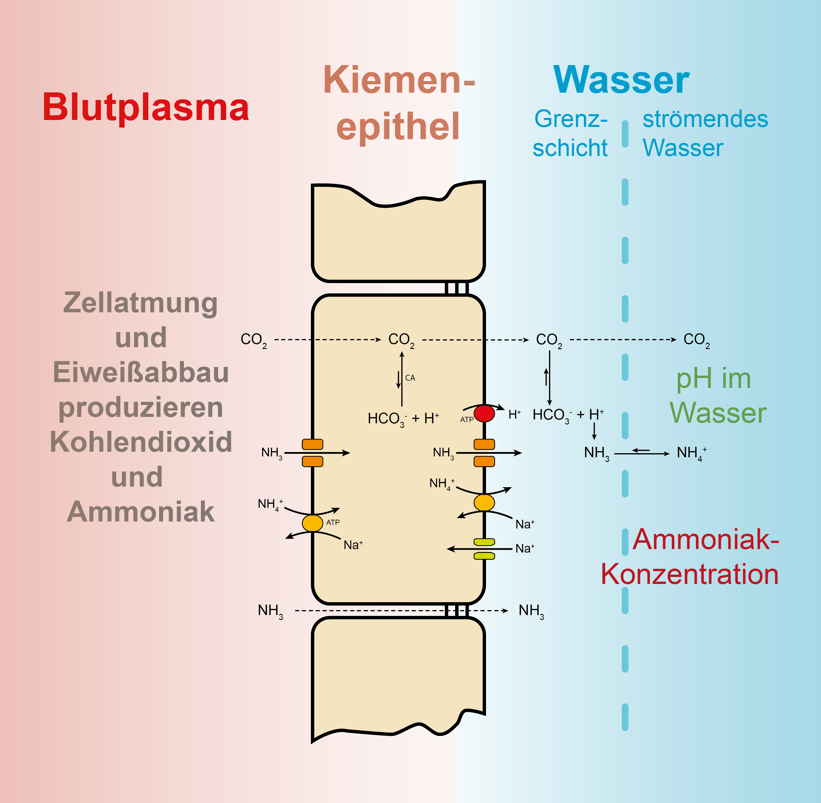 Ein detaillierter Blick auf die Abgabe von Ammoniak an den Kiemen eines Fisches. Je nach pH, der deshalb im Körper des Fisches und im Umgebungswasser wichtig ist, wird Ammoniak, welches entlang einem Konzentrationsgefälle aus dem Fisch ins Wasser gelangt, aus dem Fisch abgegeben. Behindert wird dieser Vorgang durch eine bereits hohe Ammoniakkonzentration im Wasser und einen hohen pH. Ein niedriger pH, zum Teil durch das über die Kiemen abgegebene Kohlendioxid verursacht, sorgt dafür, dass schon im Bereich der Kiemen das ungiftige Ammonium entsteht und deshalb Ammoniak immer nachfolgen kann. (Bildquelle: Stefan K. Hetz, native-fish.org) Fisch_Ammoniak