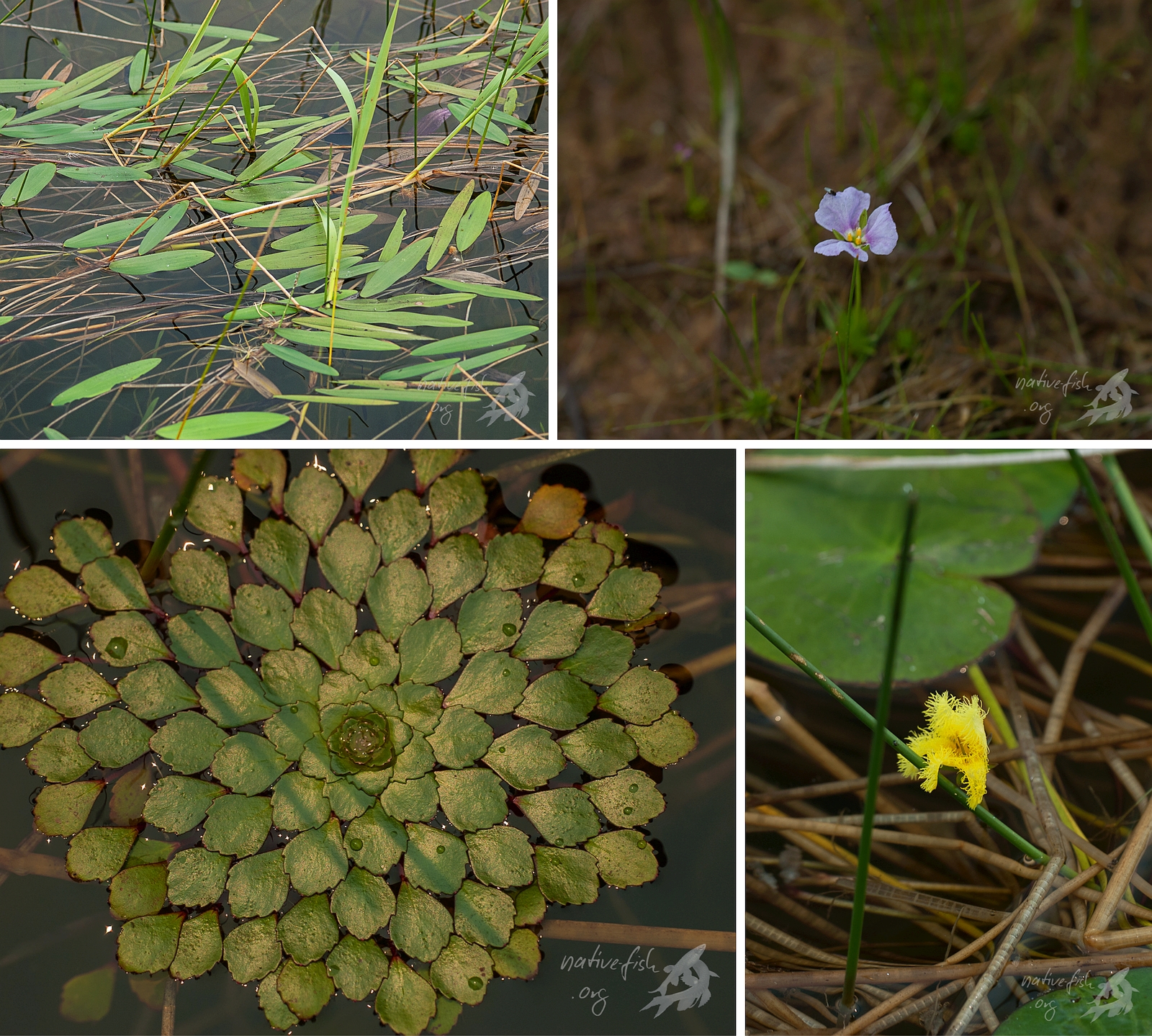 Ein paar Bilder vom Steg. Die aquatische Vegetation beeindruckt ... zur Trockenzeit auch mit Blüten. (Bildquelle: Stefan K. Hetz, native-fish.org) Eindrücke vom Steg