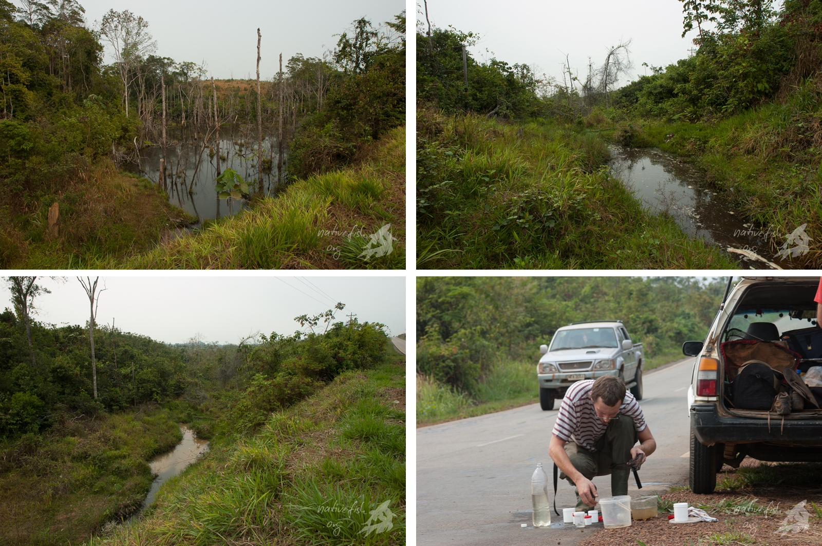 Wir sind nicht sehr weit gekommen. Schon kurz nach dem Verlassen von Cobija in südliche Richtung stoppten wir an einem Gewässer direkt neben der Strasse. Es entwässerte unterhalb der Strasse in ein flaches Sumpfgebiet mit mehreren Kolken. Der Vorteil eines Fahrers ist, dass immer jemand beim Auto bleiben kann ... und alle anderen zum Fischfang aufbrechen können. (Bildquelle: Stefan K. Hetz, native-fish.org) Biotop südlich von Cobija