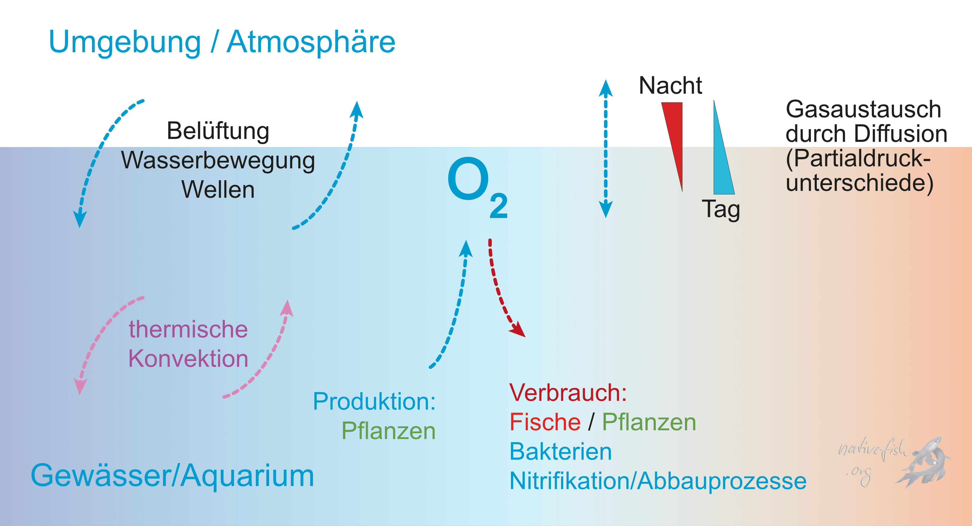 Übersicht über die Sauerstoffversorgung eines stehenden Gewässers oder Aquariums. Der hauptsächliche Eintrag des Sauerstoffs geschieht über die Oberflächenbewegung (mechanische oder thermische Konvektion) oder durch Diffusion entlang einem Partialdruckgradienten. Pflanzen als Sauerstoffspender spielen in stehenden tropischen Gewässern in der Trockenzeit eine untergeordnete Rolle. (Bildquelle: Stefan K. Hetz, native-fish.org) Übersicht über die Sauerstoffversorgung eines stehenden Gewässers oder Aquariums.