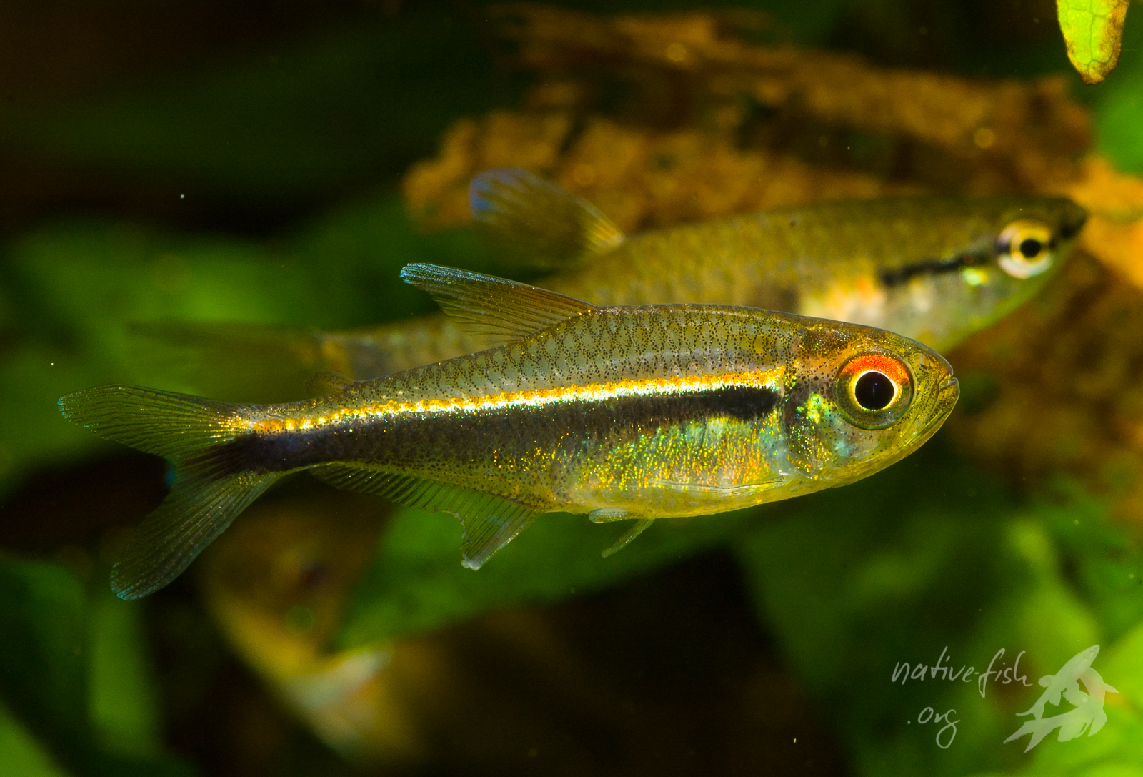 So sehen die Tiere von Hyphessobrycon cf. eschwartzae (ich bin hier mal vorsichtig mit der Bestimmung) nach einigen Wochen (im Oktober 2007) im Aquarium aus. Die Tiere stammten aus einem kleinen Regenwaldbach, der ca. 25 km südlich vom Fundort der obigen Art auf der südlichen Seite des Rio Tahuamanu die Straße von Porvenir nach Filadelfia kreuzte. Die intensive Gelbfärbung ist bereits völlig verschwunden. (Bildquelle: Stefan K. Hetz, native-fish.org) Hyphessobrycon eschwartzae im Aquarium