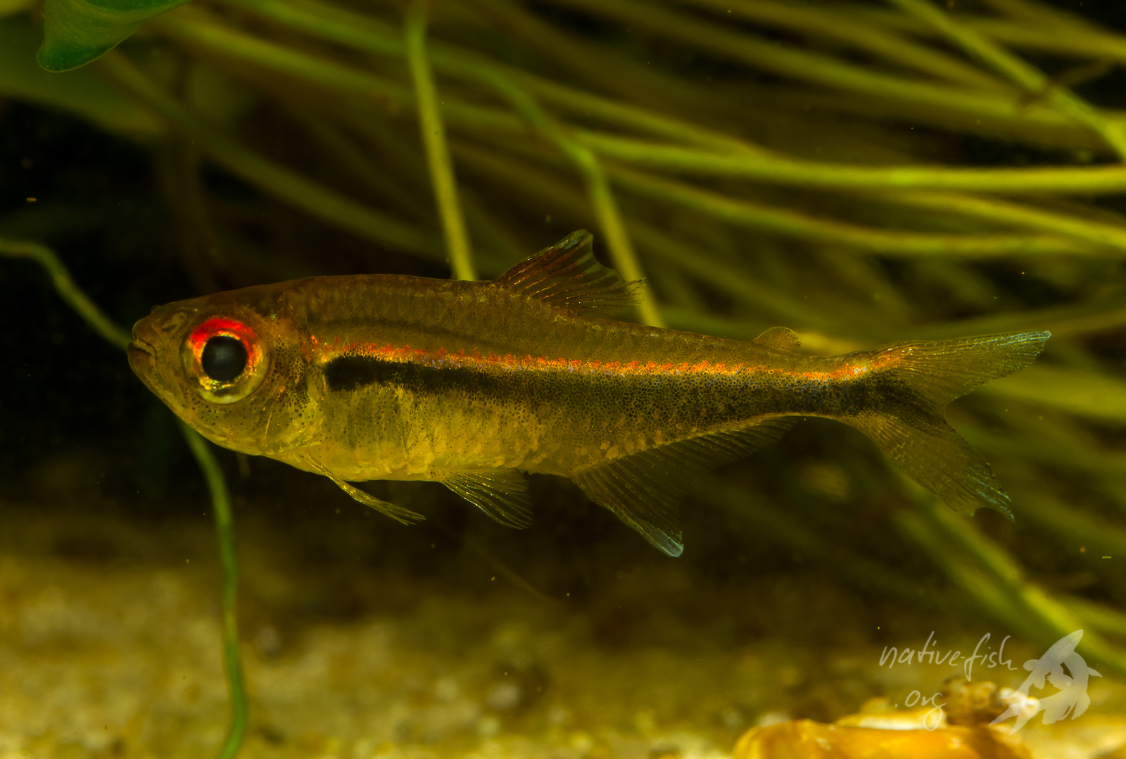 Und das ist ein in Bolivien gefangenes Tier im Aquarium 8 Jahre später im September 2015. Blind, sehr stark abgemagert und kaum mehr konkurrenzfähig gegen die anderen Fische wurde dem Tier ein Platz in einem Aquarium geschaffen, wo es seine Ruhe hatte und ich es gezielt mit Frostfutter füttern konnte. Ein Alter von mehr als 8 Jahren dürften die Tiere in der Natur sicher nicht erreichen, aber offenbar sind sie bei guter Pflege durchaus fähig, so alt zu werden. Aber das ist eine andere Geschichte ... (Bildquelle: Stefan K. Hetz, native-fish.org) Hyphessobrycon eschwartzae im Aquarium