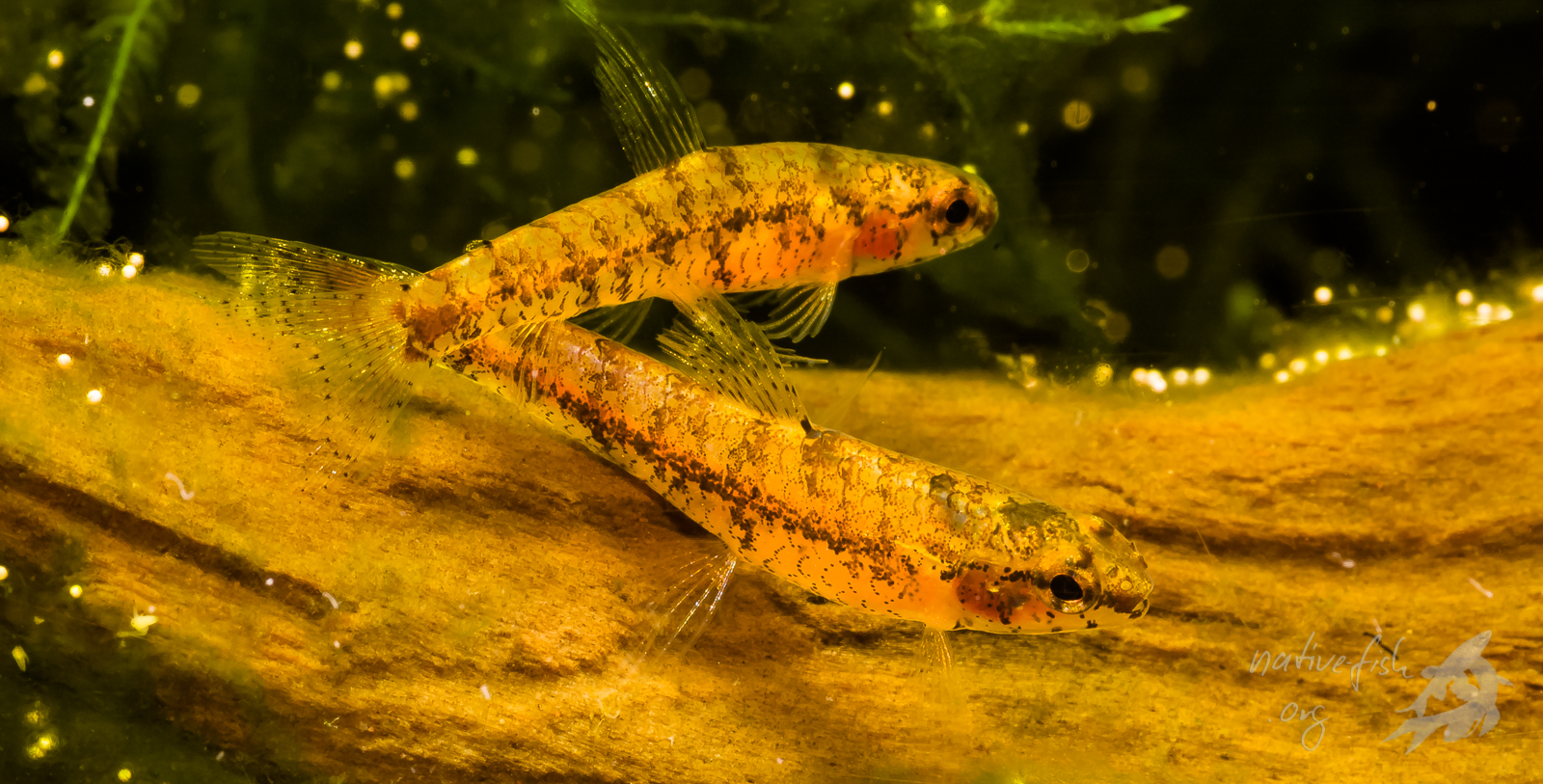Diese kleinen Bodensalmler fischte ich direkt von der Oberfläche einer schwimmenden Wiese ab. Das Wasser war dort sehr warm. Die Tiere waren mit 14 bis 16 mm offenbar ausgewachsen. (Bildquelle: Stefan K. Hetz, native-fish.org) Bodensalmler