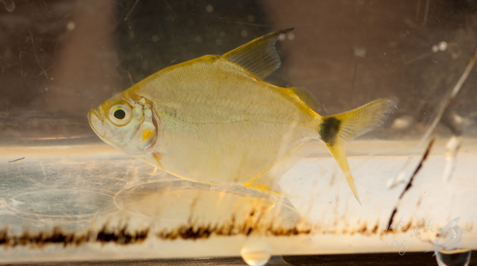 Der Wimpelpiranha kam zu unserer Verwunderung auch in Los lagos vor. Hier ein Exemplar in der Küvette. (Bildquelle: Stefan K. Hetz, native-fish.org) Wimpelpiranha
