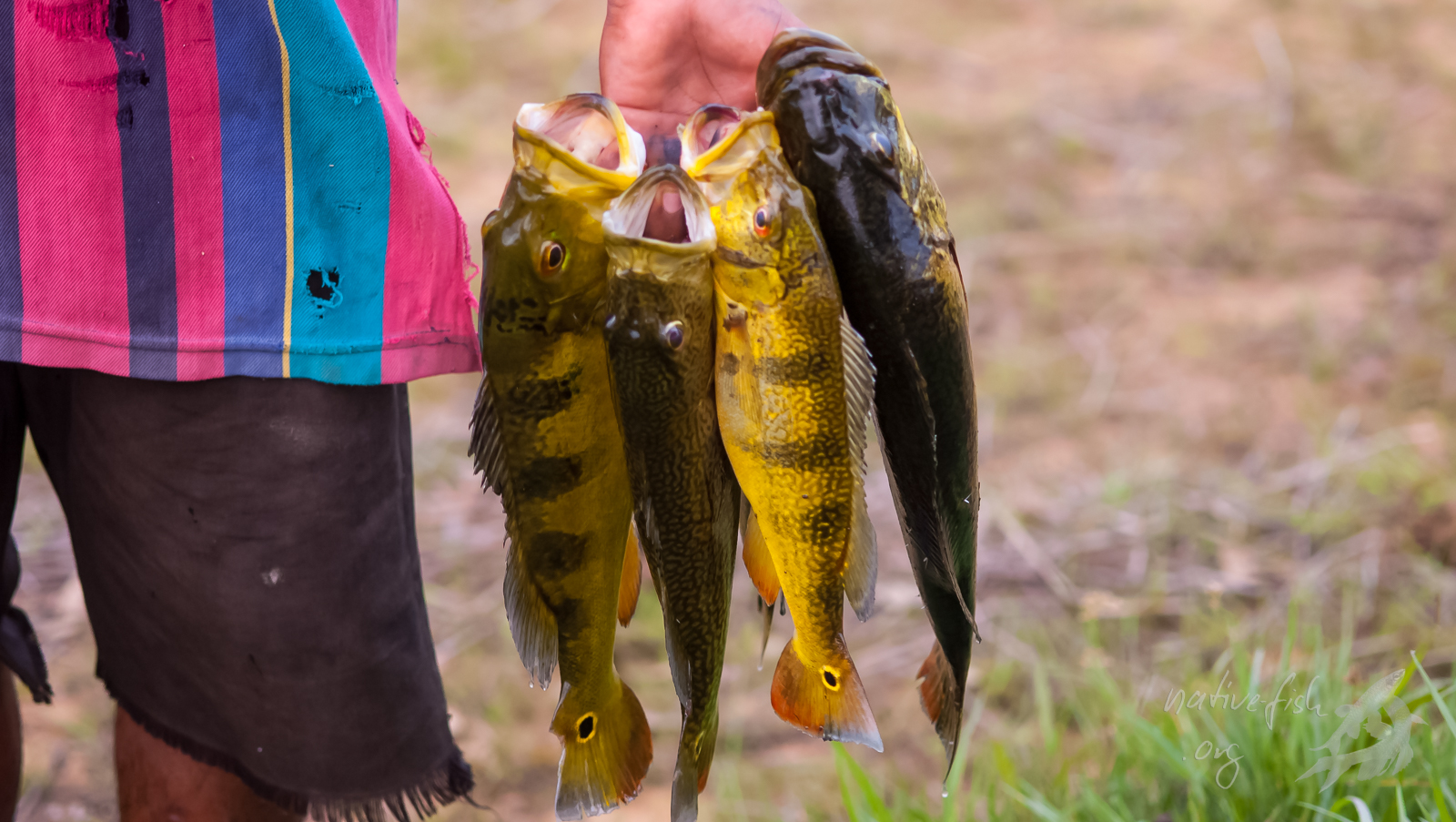 Die Buntbarsche der Gattung Cichla schmecken auch sehr gut. Hier wurden einige halbwüchsige Exemplare für die Pfanne oder den Grill geangelt. (Bildquelle: Stefan K. Hetz, native-fish.org) Cichla zum Essen