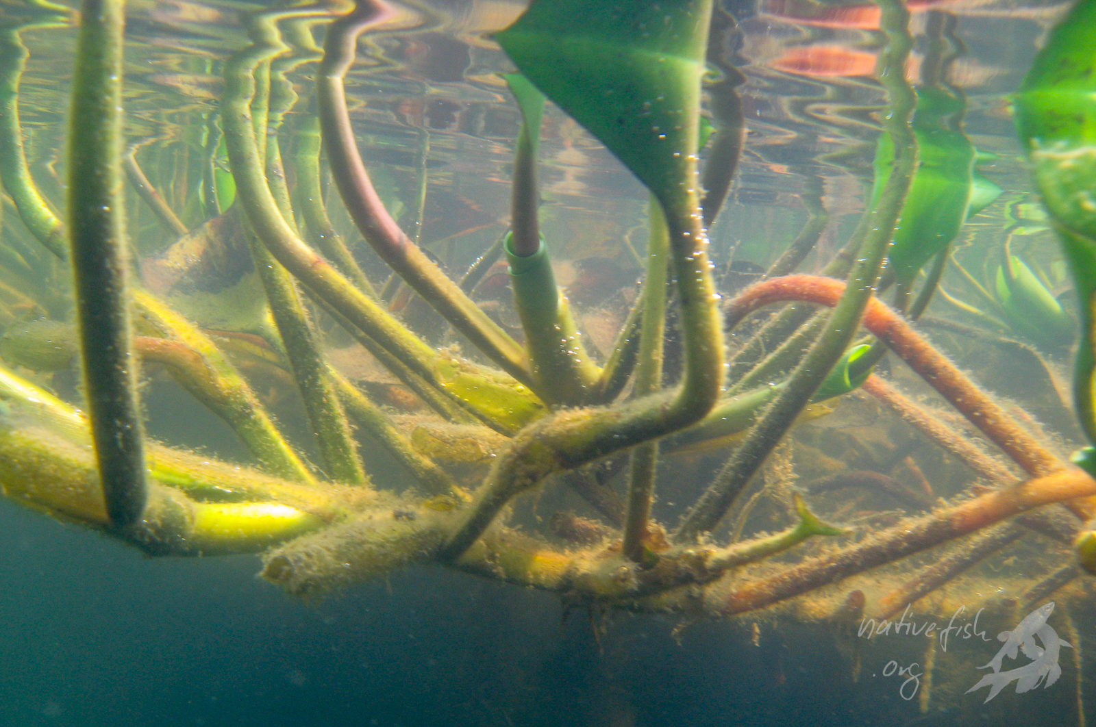 Blick von unten auf einen Trieb von Eichhornia azurea. Die verzweigten Triebe bieten gute Versteckmöglichkeiten für Fische. (Bildquelle: Stefan K. Hetz, native-fish.org) Eichhornia azurea von unten gesehen