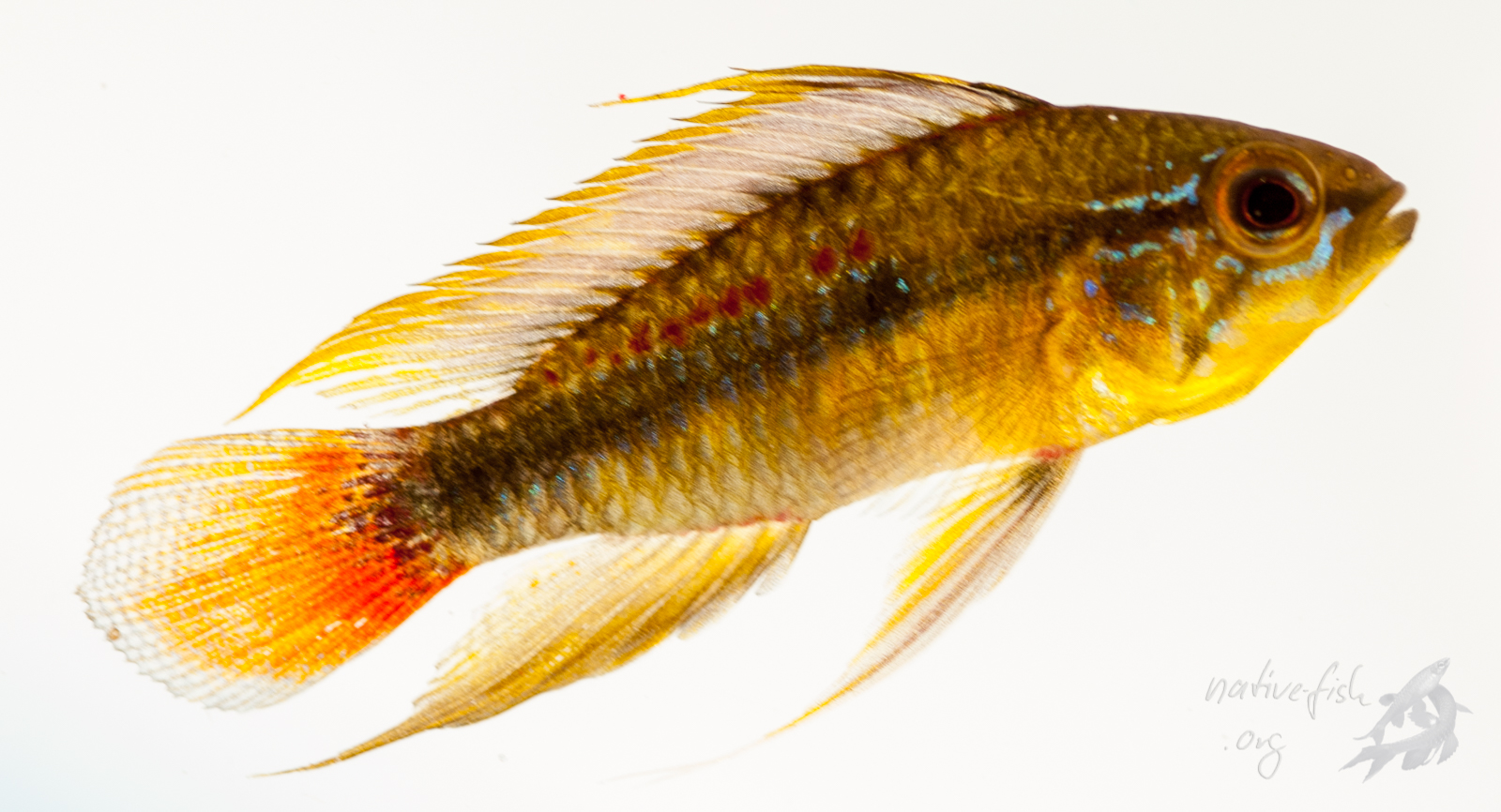 Ein Männchen von Apistogramma erythrura aus Los Lagos kurz nach dem Fang in der Fotoküvette. (Bildquelle: Stefan K. Hetz, native-fish.org) Apistogramma erythrura