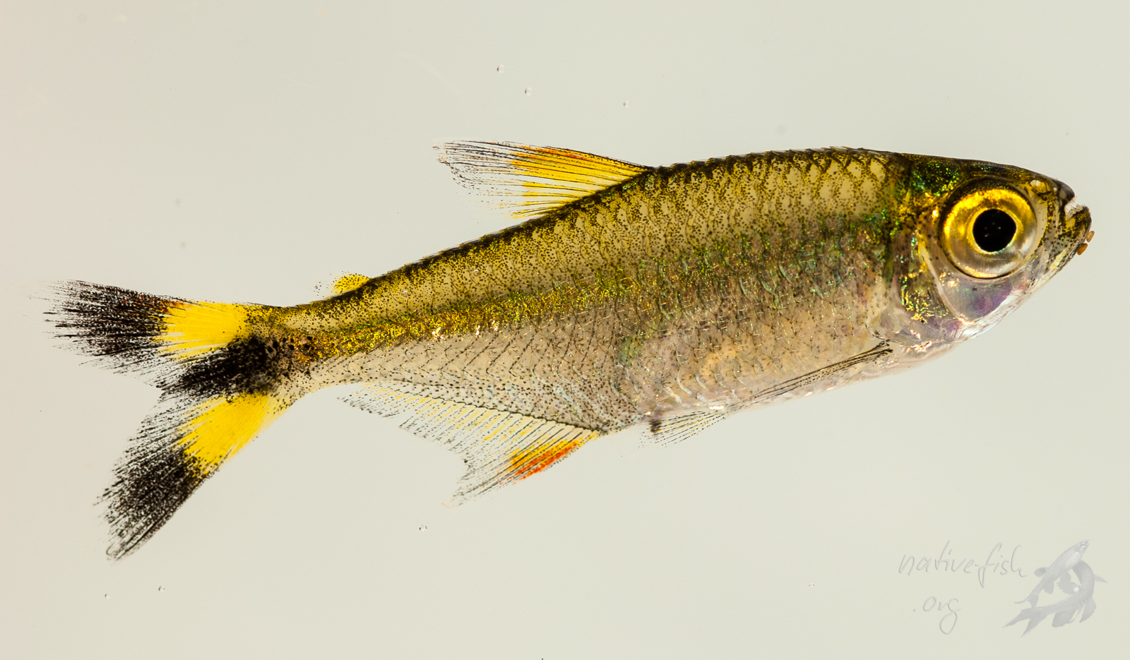 Ein fast ausgewachsenes Exemplar von Hemigrammus cf. marginatus kurz nach dem Fang in der Fotoküvette. (Bildquelle: Stefan K. Hetz, native-fish.org) Hemigrammus cf. marginatus