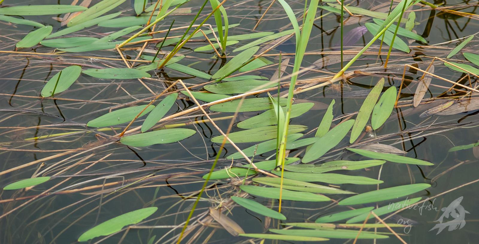 Schwimmblattvegetation. Diese bisweilen sehr ausgedehnten Bestände einer Potamogeton-Art traten teilweise weit vom Ufer entfernt auf. (Bildquelle: Stefan K. Hetz, native-fish.org) Schwimmblattvegetation