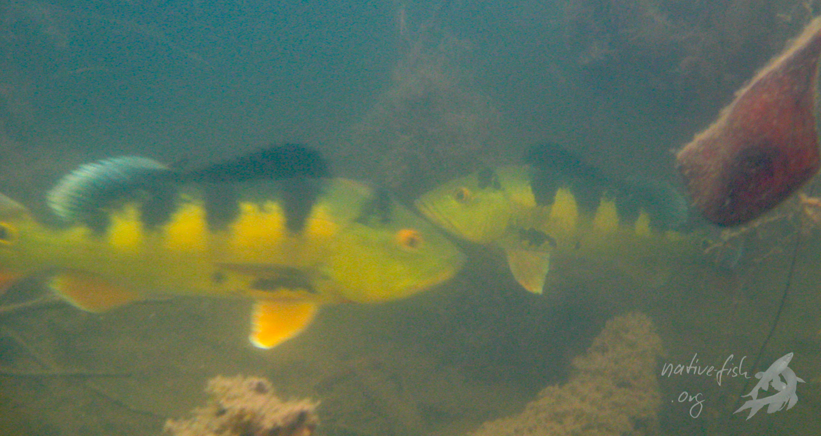 Die Buntbarsche der Gattung werden sehr groß. Hier ein Paar in der Nähe seines Geleges in ca. 3 Meter Wassertiefe. Die ausgewachsenenTiere sind sehr kontrastreich gefärbt. (Bildquelle: Stefan K. Hetz, native-fish.org) Cichla
