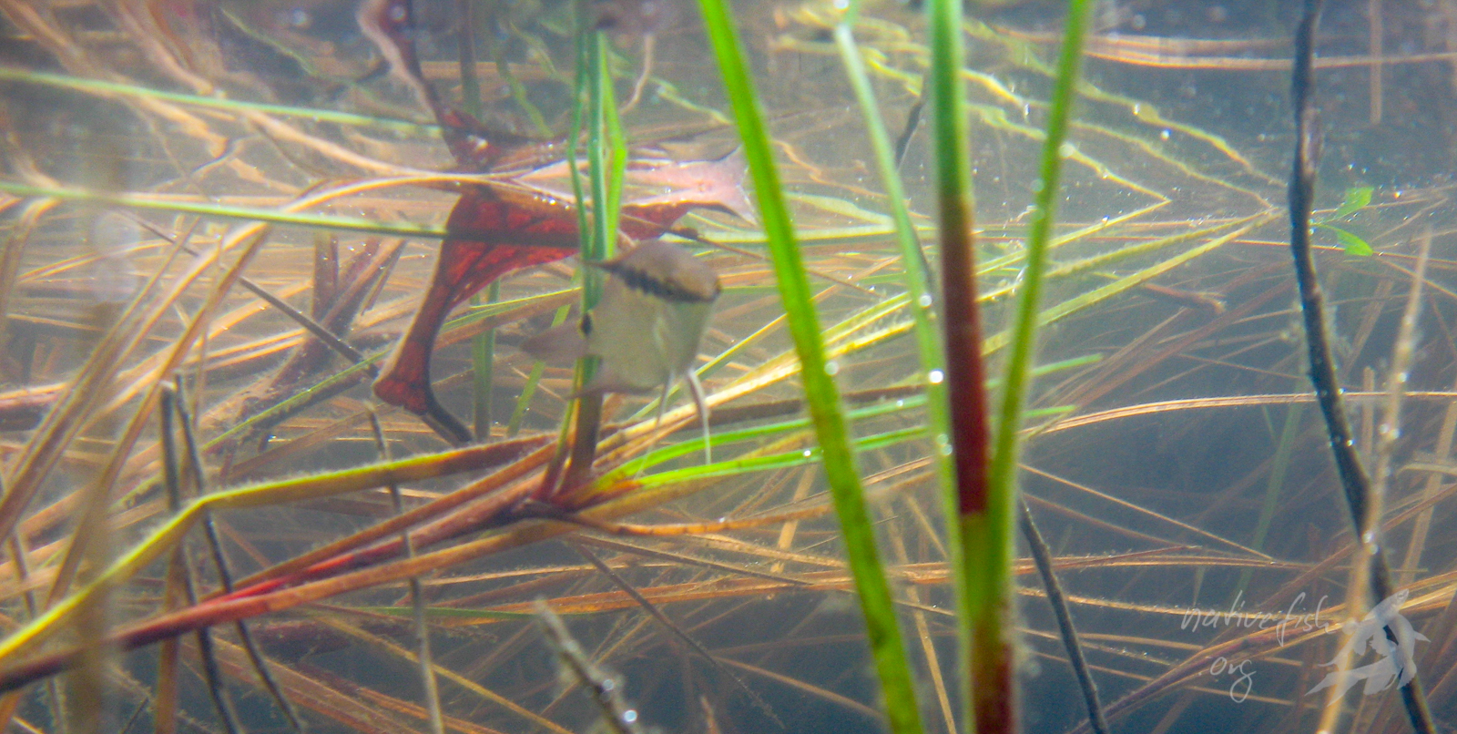 Die Flaggenbuntbarsche der Gattung fanden wir sehr häufig im Uferbereich der schwimmenden Wiesen, wo sie unter der Vegetation Schutz suchten. (Bildquelle: Stefan K. Hetz, native-fish.org) Mesonauta
