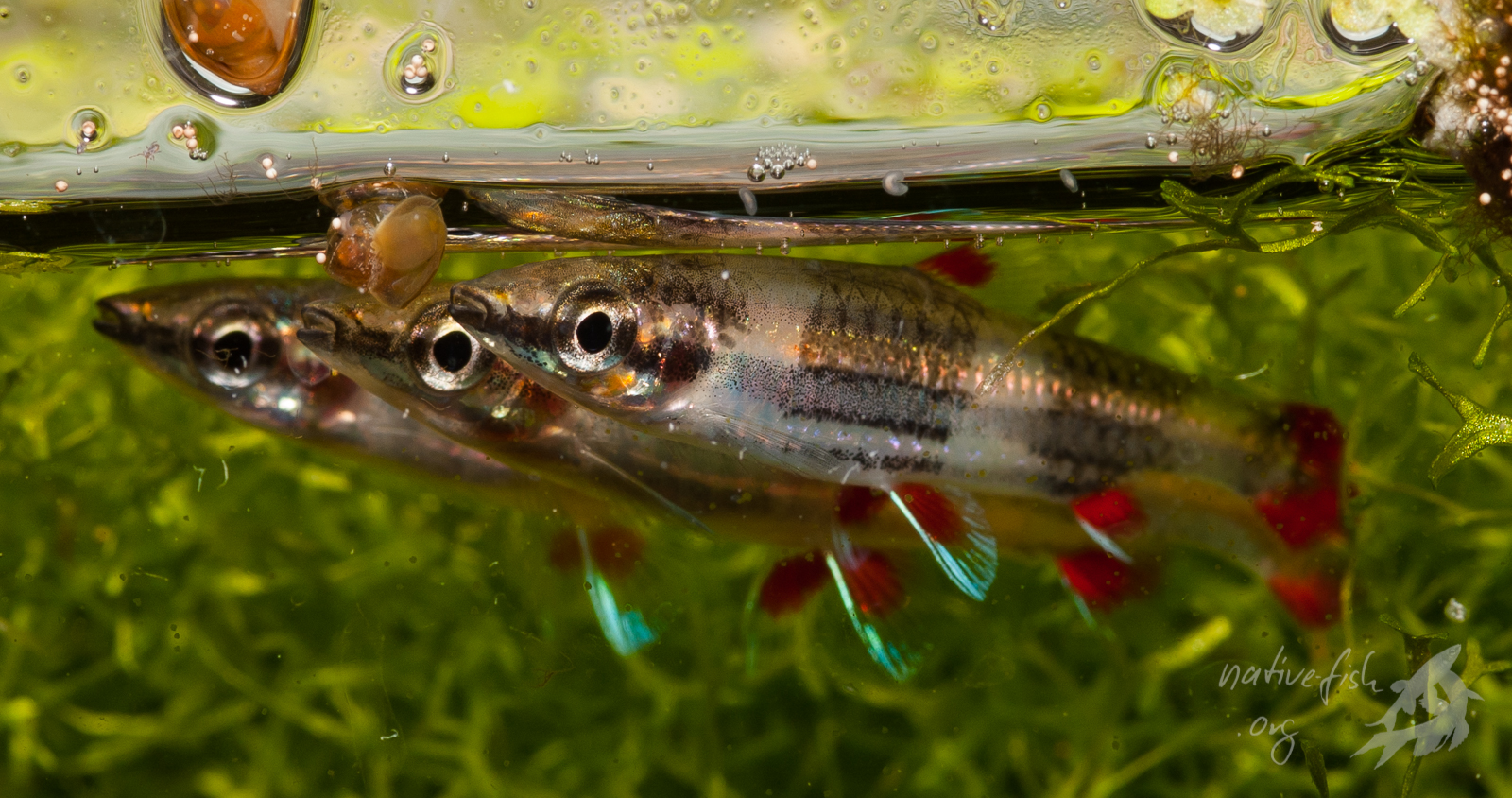 Die Zeichnung der Salmler bei Nacht bzw. ein bis zwei Stunden nach dem Abschalten der Beleuchtung weicht deutlich von der Tageszeichnung ab. (Bildquelle: Stefan K. Hetz, native-fish.org) Nannostomus trifasciatus