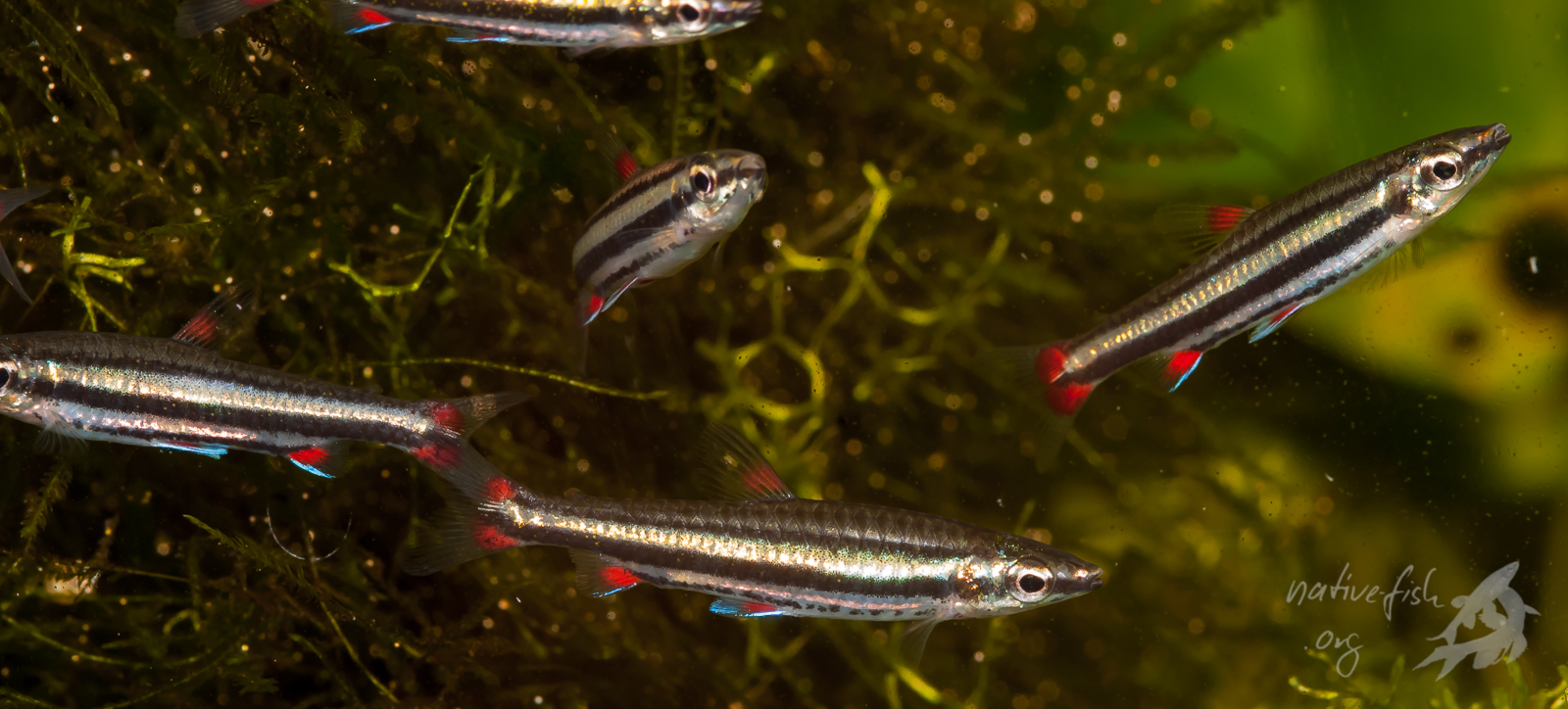 Die in Los Lagos vorkommende Variante von N. trifasciatus. (Bildquelle: Stefan K. Hetz, native-fish.org) Nannostomus trifasciatus