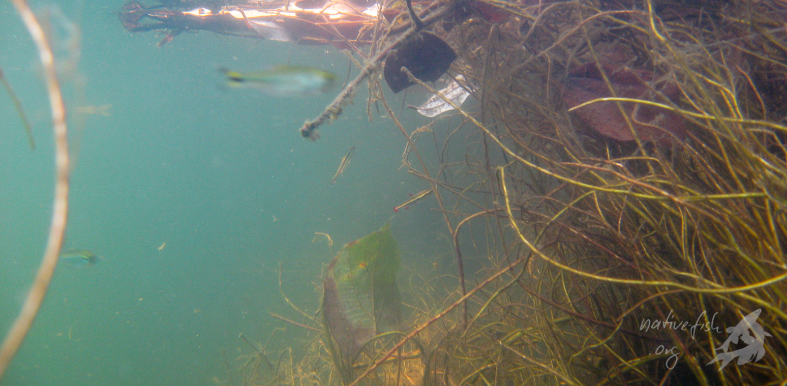 Die Wurzeln der Uferbäume reichen an einigen Stellen bis ins tiefere Wasser. Diese Bereiche werden von Fischen als Verstecke und zur Nahrungssuche genutzt. Hier weidet eine kleine Gruppe von Nannostomus trifasciatus die Vegetation ab. Man muss schon gut hinsehen, um die kleinen Tiere in der Bildmitte überhaupt zu sehen. (Bildquelle: Stefan K. Hetz, native-fish.org) Wurzeln der Uferbäume