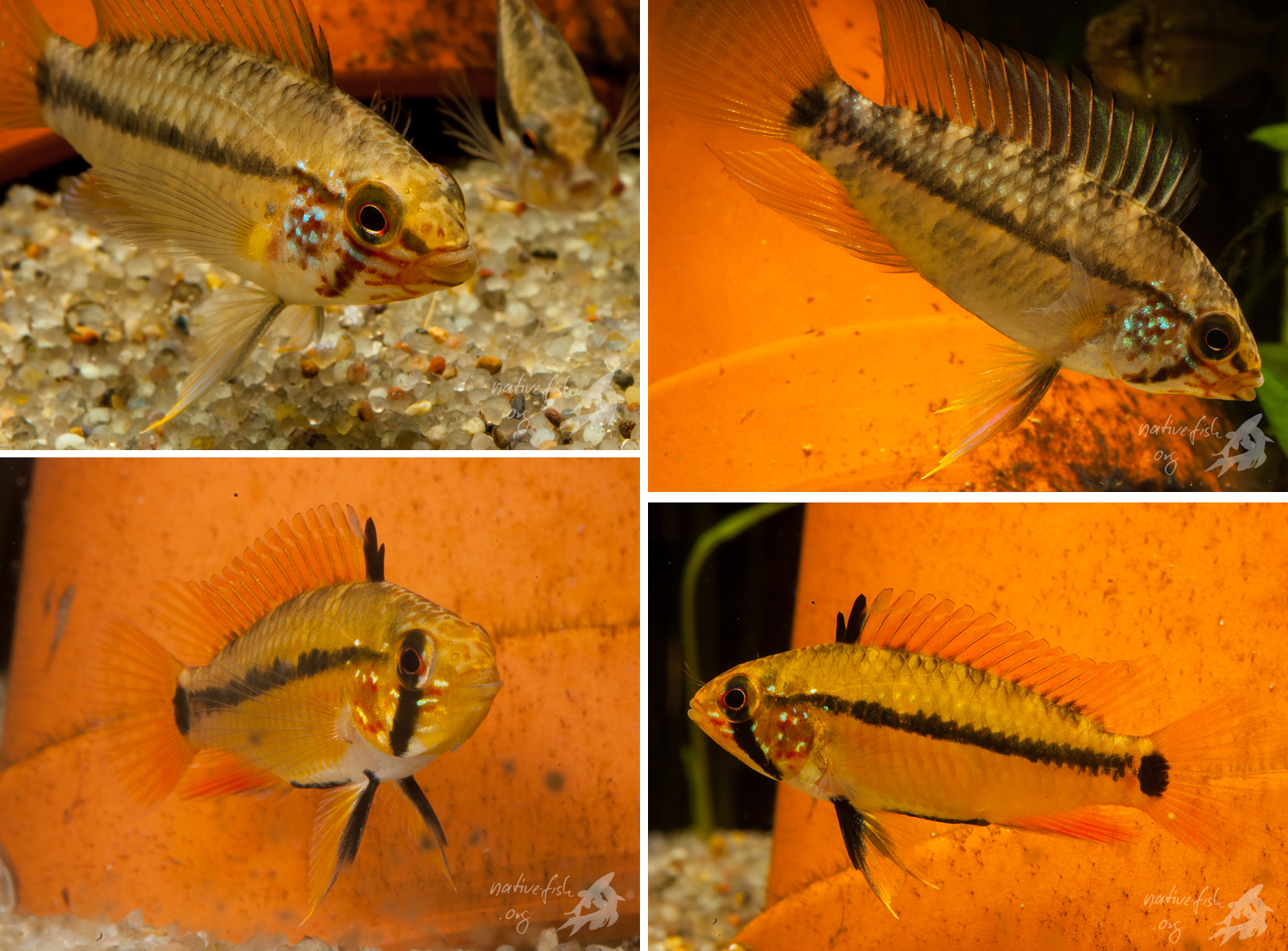 Apistogramma acrensis im Aquarium. Obere Reihe Männchen, untere Reihe Weibchen. Die Tiere entwickleten im Aquarium eine beeindruckende und attraktive Kiemenzeichnung. (Bildquelle: Stefan K. Hetz, native-fish.org) Apistogramma acrensis