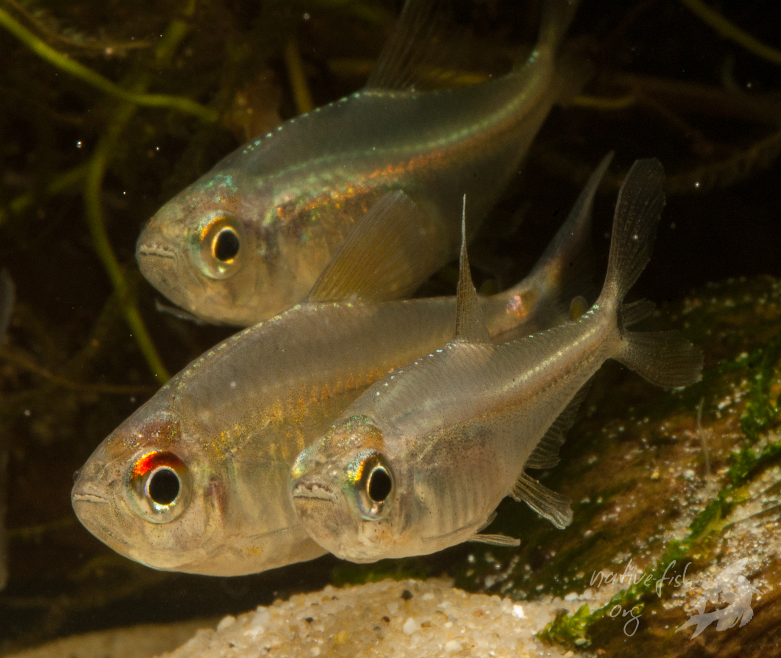 Da hilft auch keine Bildbearbeitung. Sie bleiben im Aquarium bis auf das rote Auge, das sie manchmal zeigen, recht blass. (Bildquelle: Stefan K. Hetz, native-fish.org) Hemigrammus neptunus im Aquarium