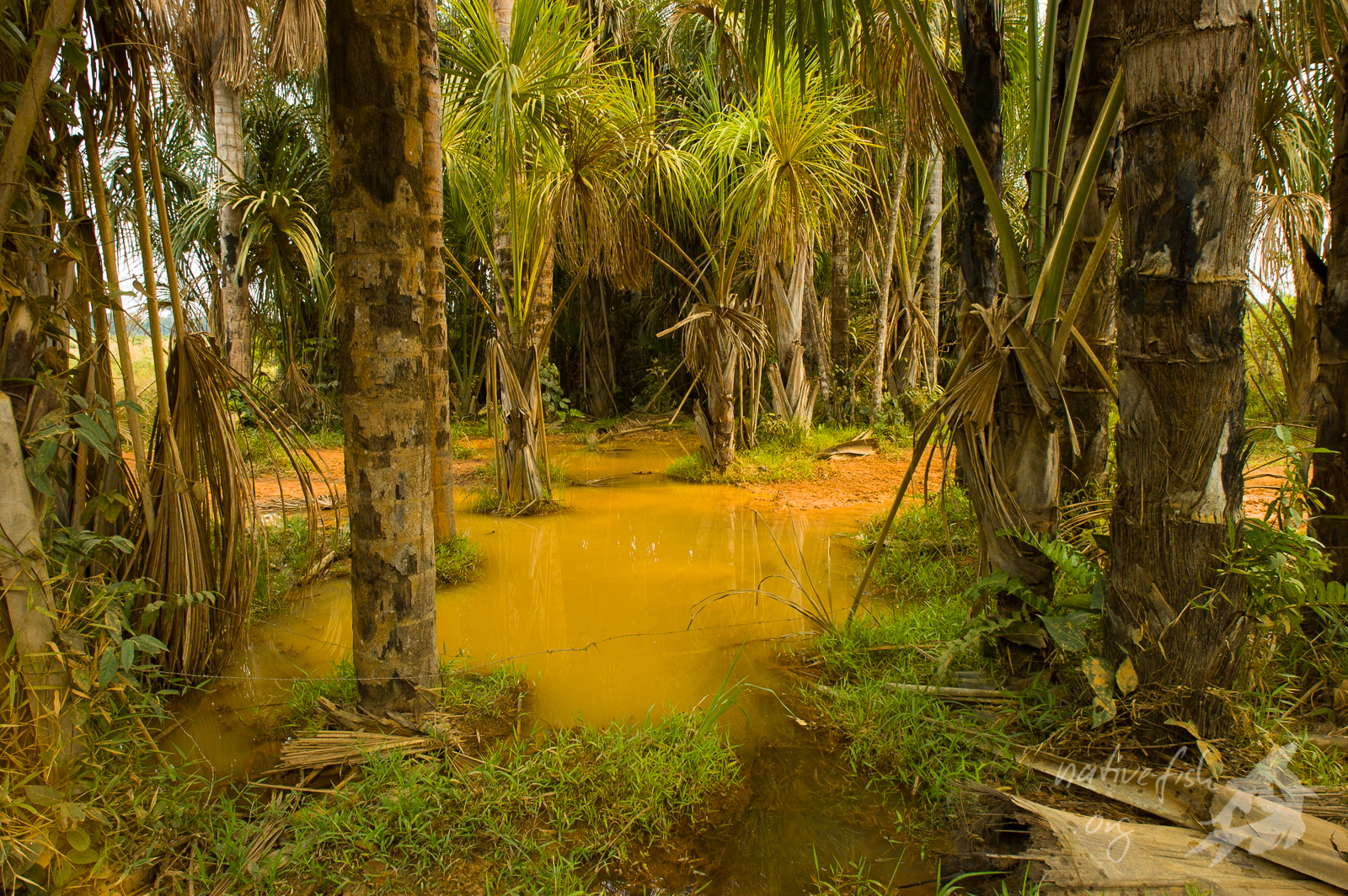Ich war wohl nicht schnell genug. Bevor ich nach dem vorsichtigen Herantreten und Beobachten die Kamera geholt hatte, war das Gewässer schon ordentlich durchwatet worden und wurde vom Klarwasser zum Weisswasser gemacht. Interessante Salmler fand ich trotzdem. (Bildquelle: Stefan K. Hetz, native-fish.org) Mauritia Gewässer