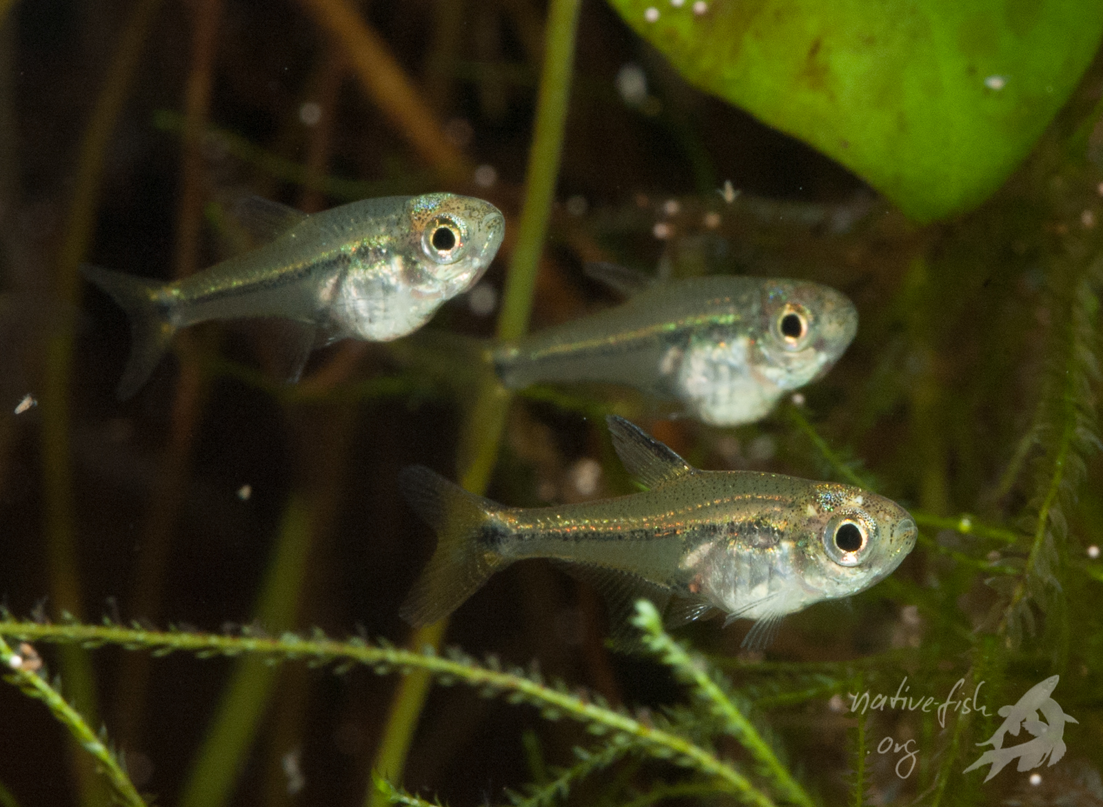 So sehen sie aus. Bis heute weiß ich nicht, welche Art das ist. Wer einen Hinweis hat, möge mich per E-Mail kontaktieren. (Bildquelle: Stefan K. Hetz, native-fish.org) Kleiner Salmler aus Mauritia Gewässer