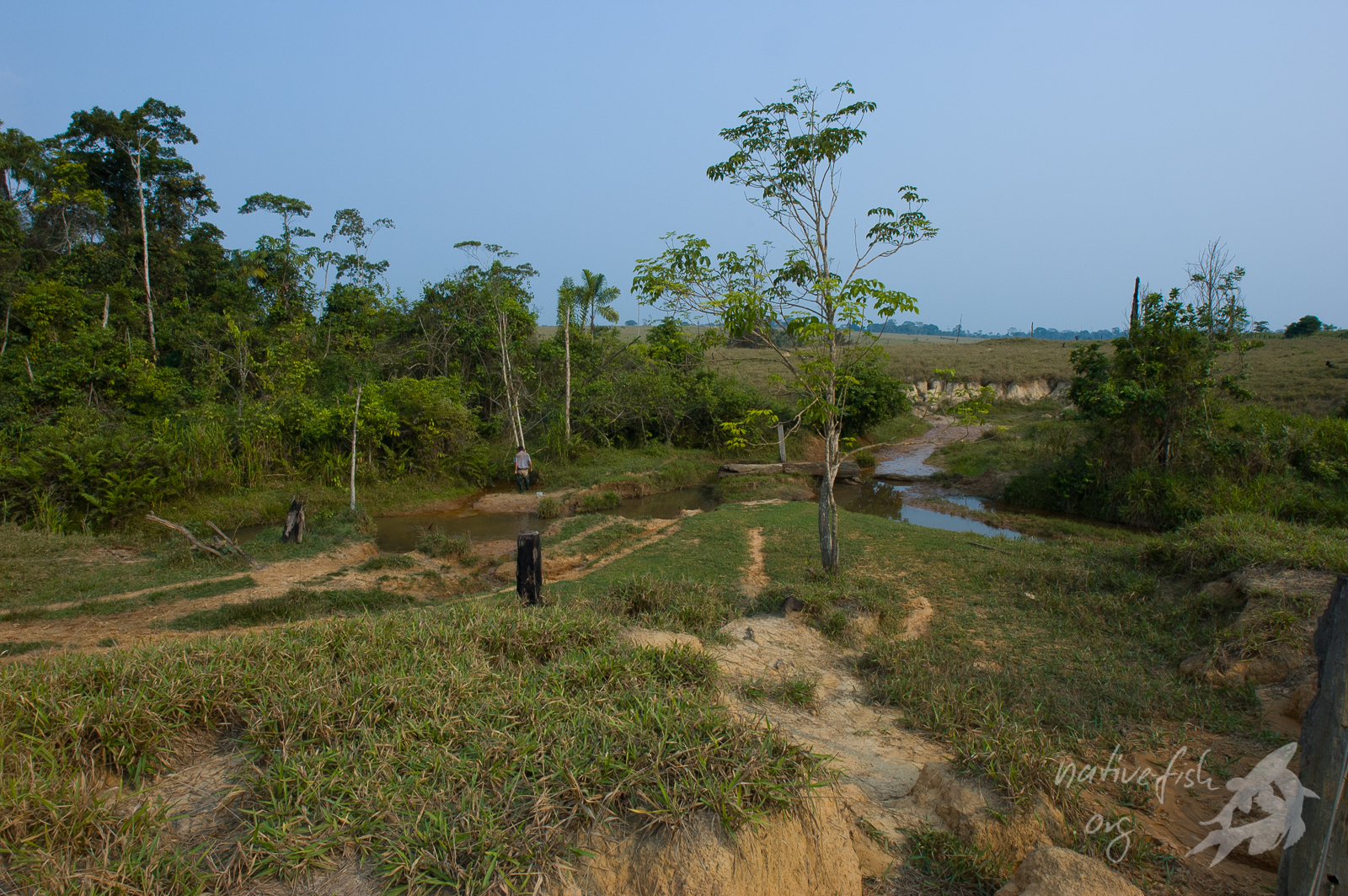 Spät am Nachmittag erreichten wir einen interessanten Biotop mit größeren Holzstücken, aus dem wir ein paar Welse fangen konnten. (Bildquelle: Stefan K. Hetz, native-fish.org) Welsbiotop im Westen