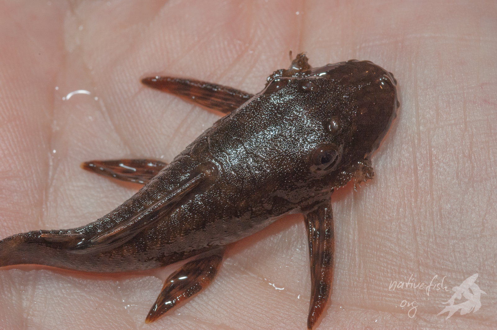 So sehen sie aus. (Bildquelle: Stefan K. Hetz, native-fish.org) Welse aus dem Biotop im Westen