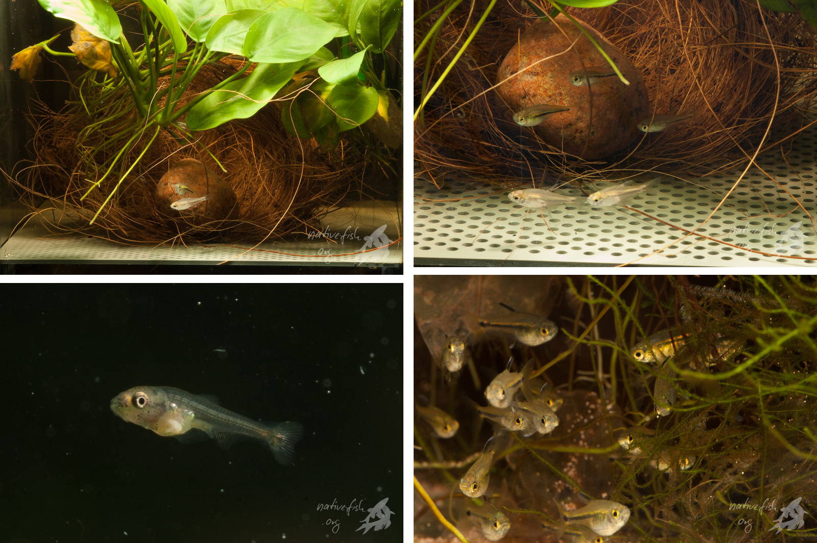 So habe ich sie nachgezogen. In einem typischen Salmlerzuchtbecken mit Versteck und gelochtem Boden, damit die Eier durchfallen und nicht von den Elterntieren gefressen werden können. Und ich hatte Erfolg, zumindest ein paar Jahre lang. (Bildquelle: Stefan K. Hetz, native-fish.org) Kleiner Salmler aus Mauritia Gewässer Übersicht