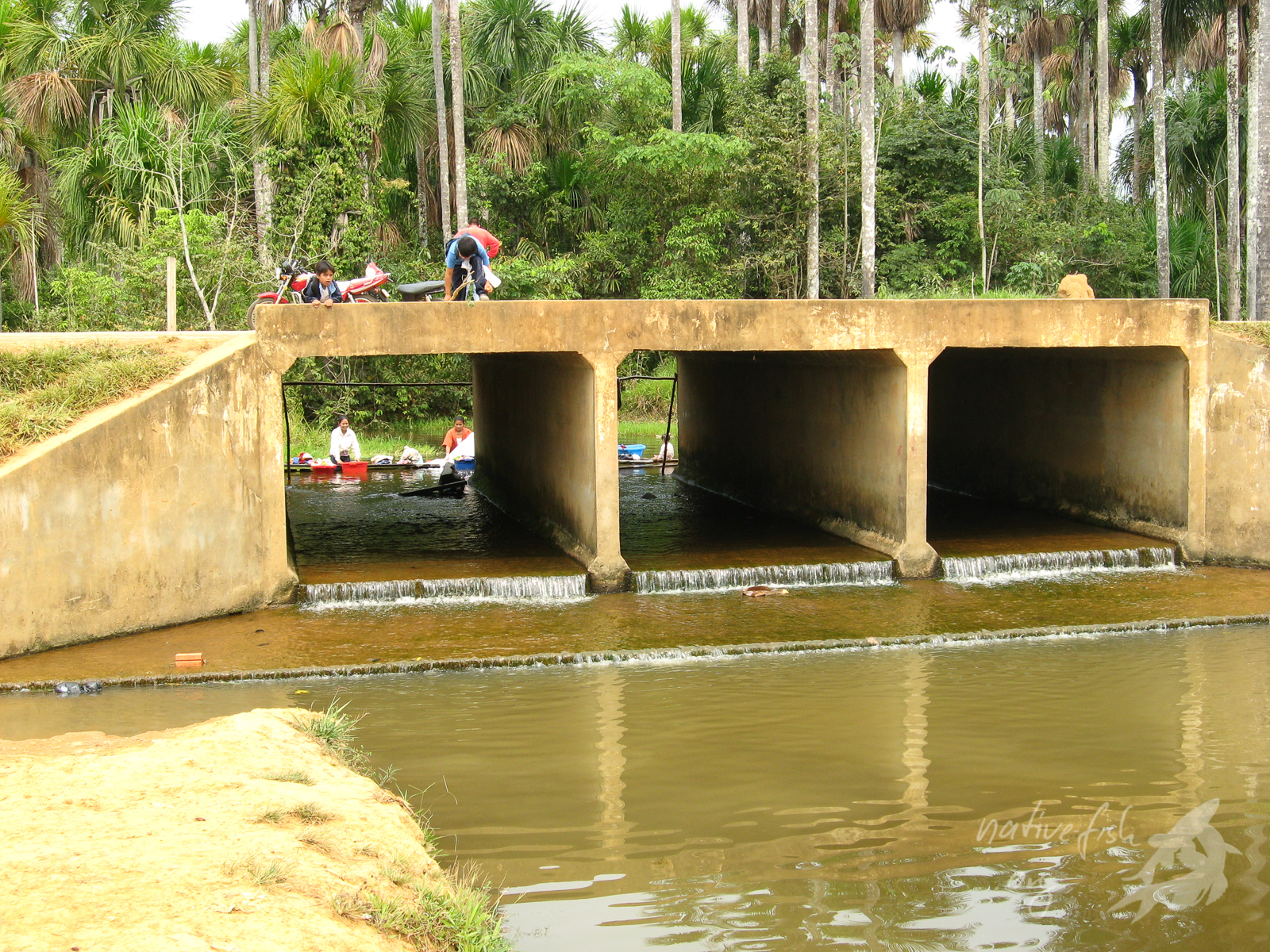 Ein Waschplatz an der Straße von Cobija nach Porvenir lud zum Fische fangen ein. Im Hintergrund sieht man mehrere Palmen (Mauritia flexuosa), die oft weiches und saures Wasser anzeigen. (Bildquelle: Stefan K. Hetz, native-fish.org) Waschplatz vor Porvenir im Süden von Cobija